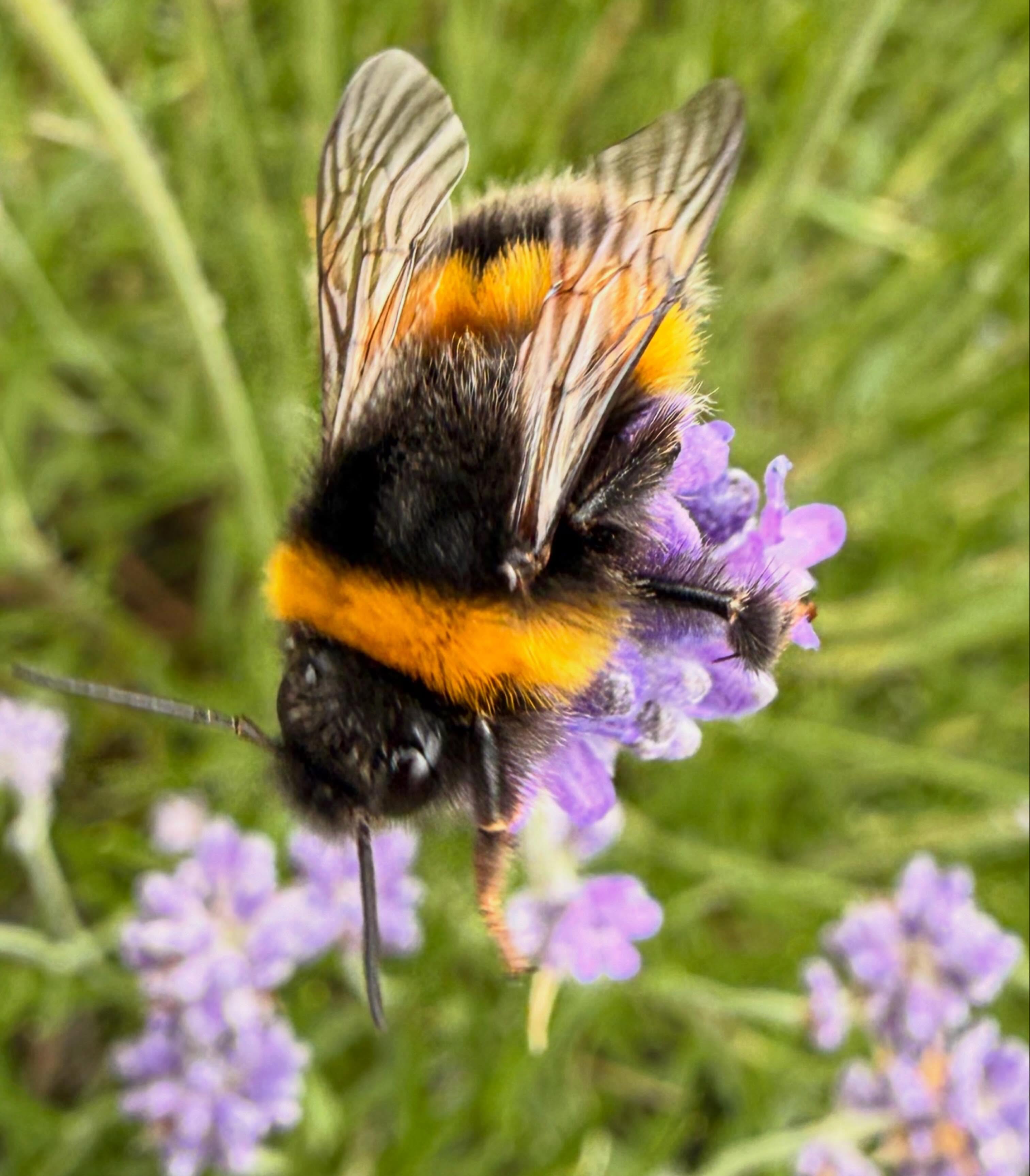 The bees 🐝 are loving the Lavender in the community garden
@ Orchard gardens.
“Bees are proof that we can have a positive impact on the world, regardless of our size.” Sylvia Earle
Flowers to grow to attract bees
🌻Sunflowers
💜sage
💜Rosemary
💙Cornflowers
🍯Honey Suckle
💛Dandelion - leave the weeds
💙Borage
💜 Comfrey
🌸 Appleblossom
💚 Yarrow
#lovethebees
#savethebees