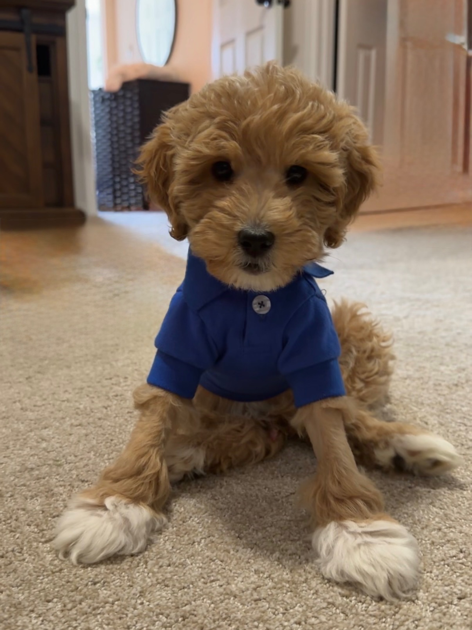An update on Drake! He was totally one I wanted to keep! Such a handsome guy!!! #minigoldendoodle #puppies
