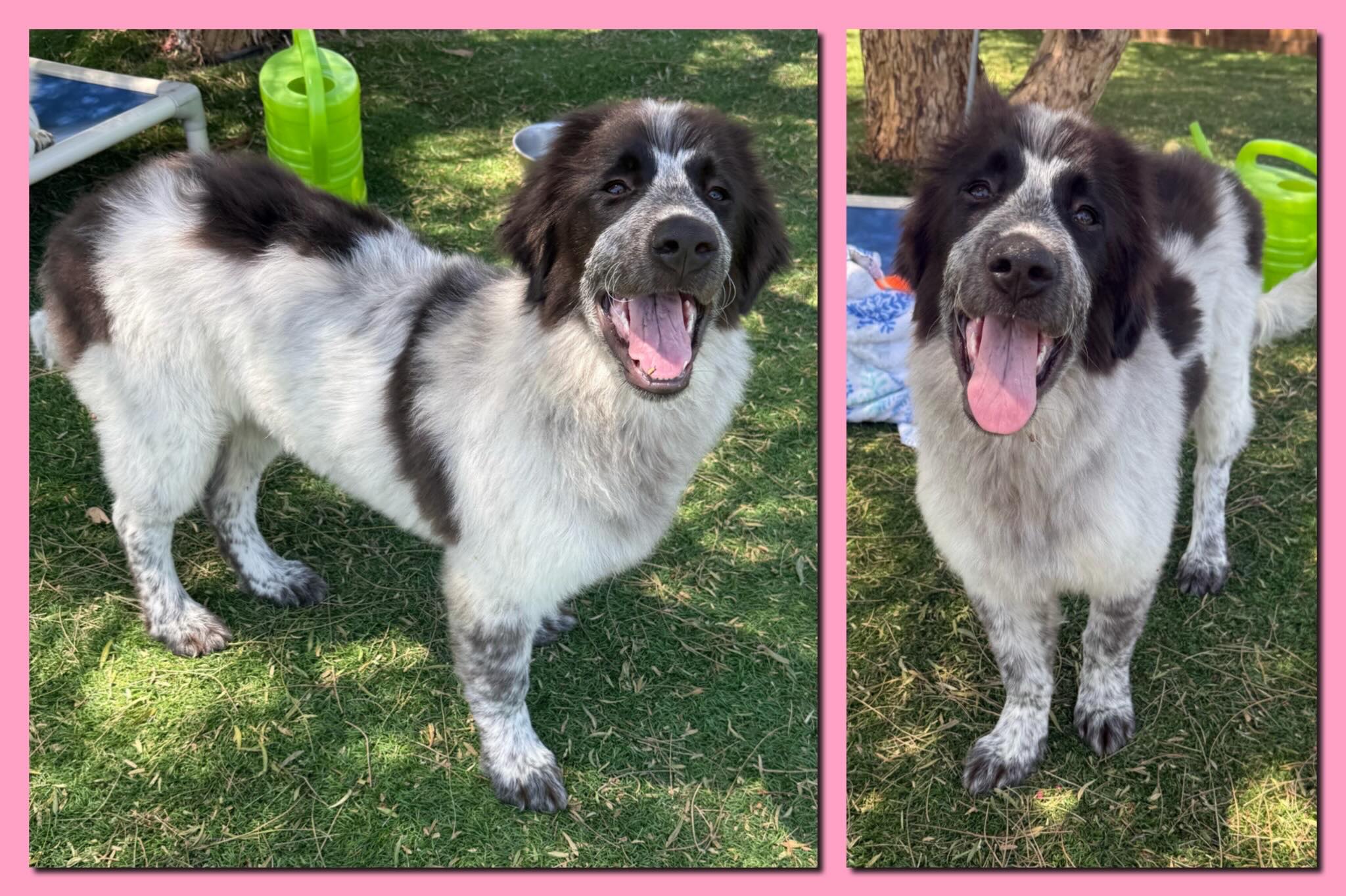 Samantha is a beautiful Great Pyrenees. Her DOB is 1/22/26. She is very friendly, smart, gives kisses, and loves the water and plays in the kiddy pool during the day. She loves other dogs and is good for the groomer. Samantha has a wonderful temperament. She is currently about 40 pounds.
