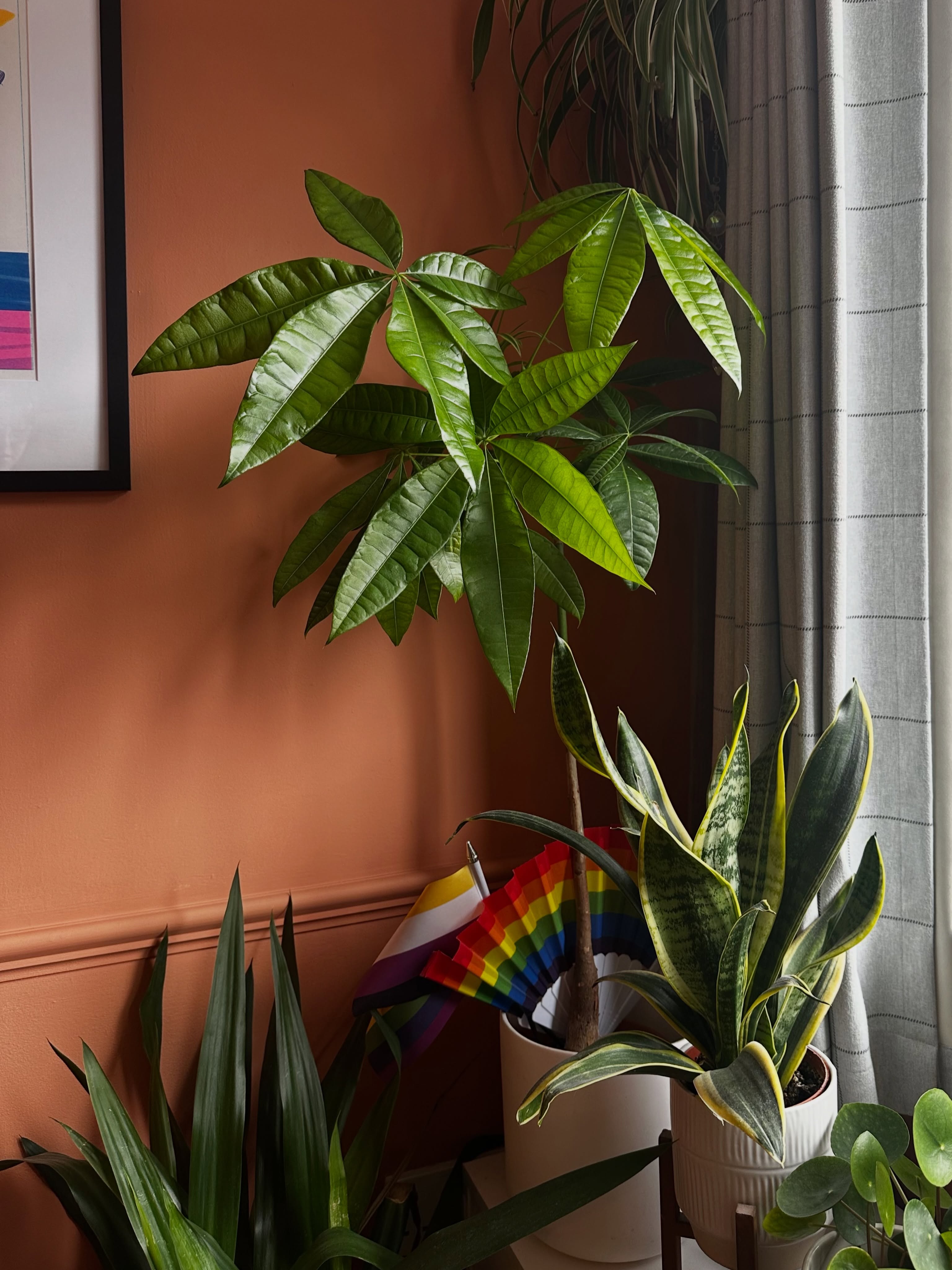 Pride plants. This is what’s gazing over my shoulder at you when you’re doing therapy with me.