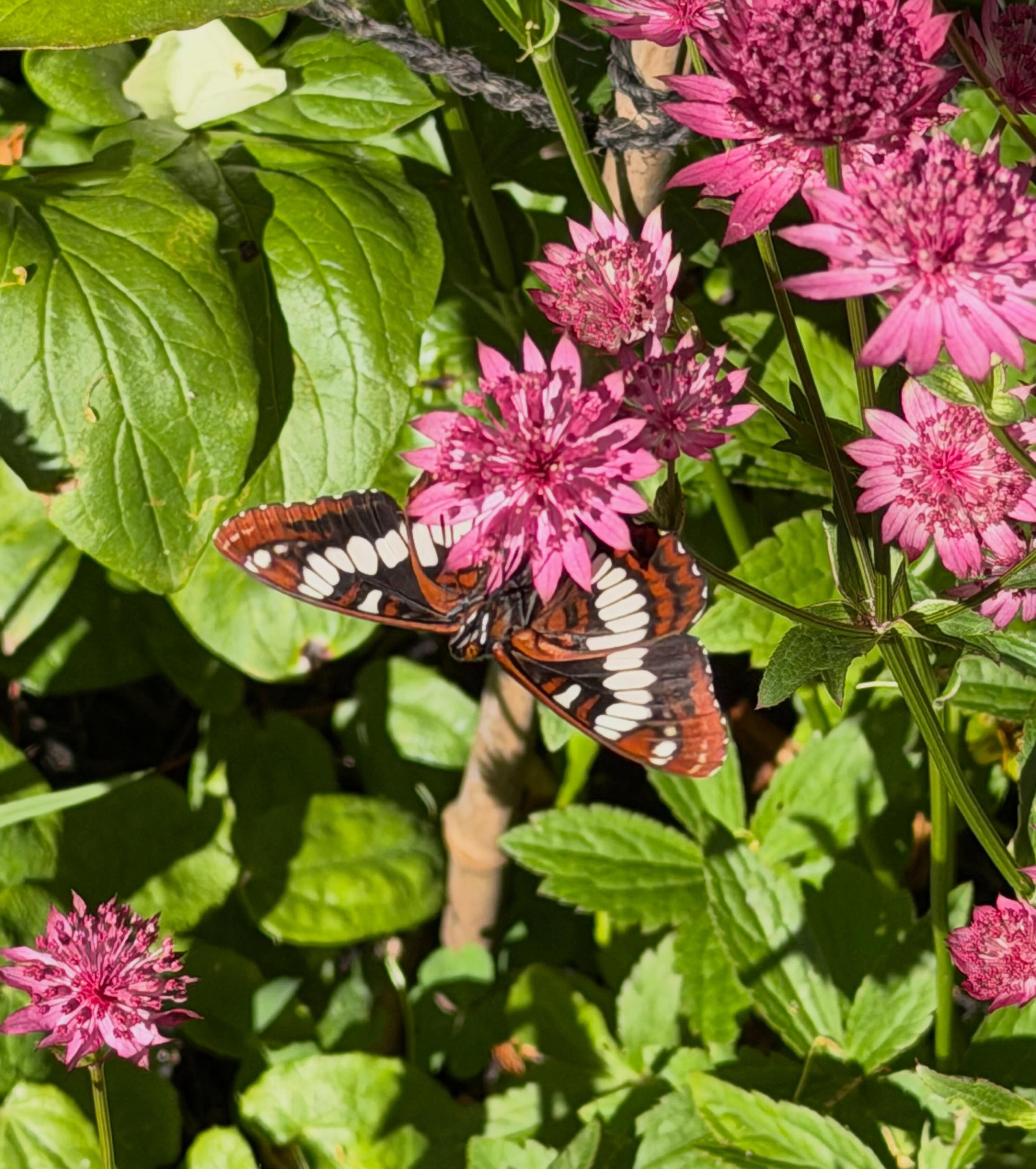 Why we garden ... Astrantia Claret with Lorquins Admirel; Rosa 'Albertine' with Swallow Tail butterfly; Geranium 'Orion' with a parasitic bee mimic fly; Krinkled white peony with hover fly; Astrantia major with bumble bee Vancouver? Weigiela with Rufous hummingbird; Barred owl looking for voles- yes please!