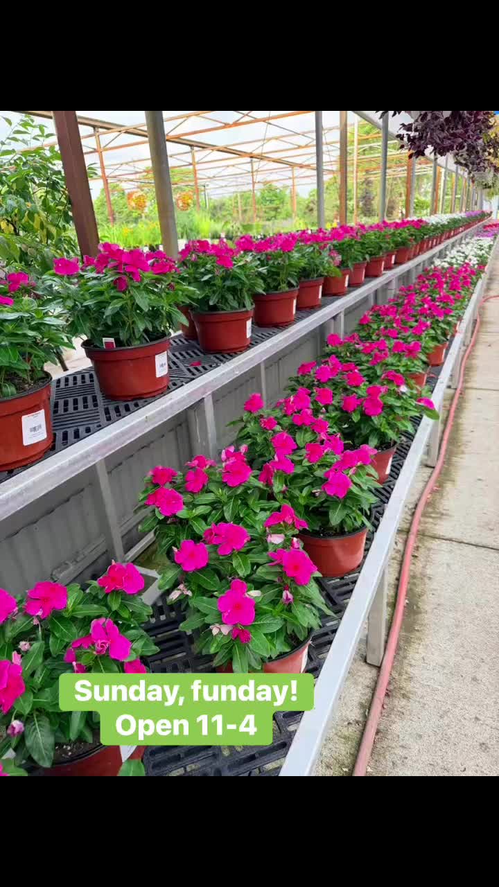 Come visit and take home some new friends!! #growbeauty #ohiogreenhouse #ShopLocal #PlantLovers #GardenCenter #SummerBlooms #GreenhouseShopping
