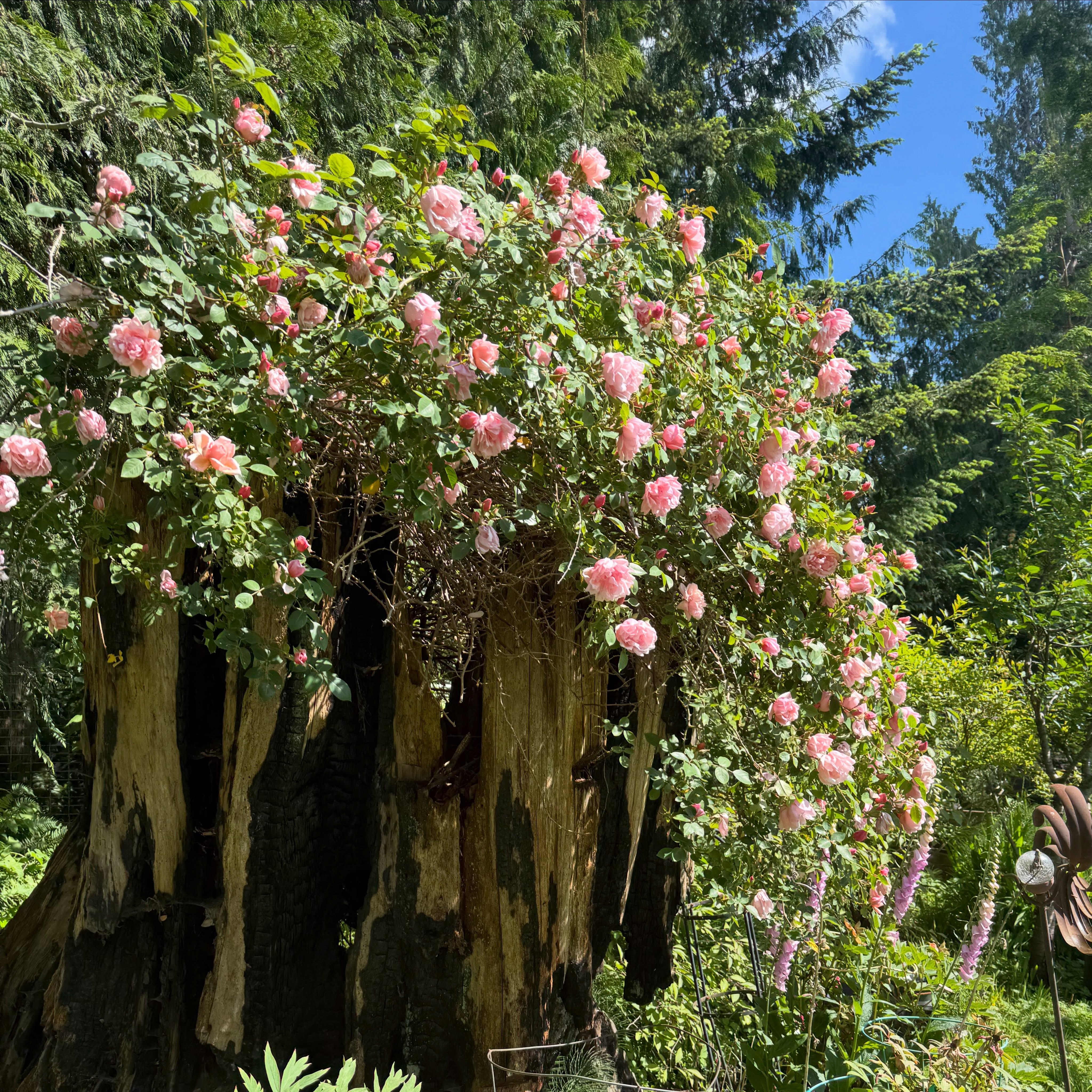 Roses on the old tree stump at Saltgrass.