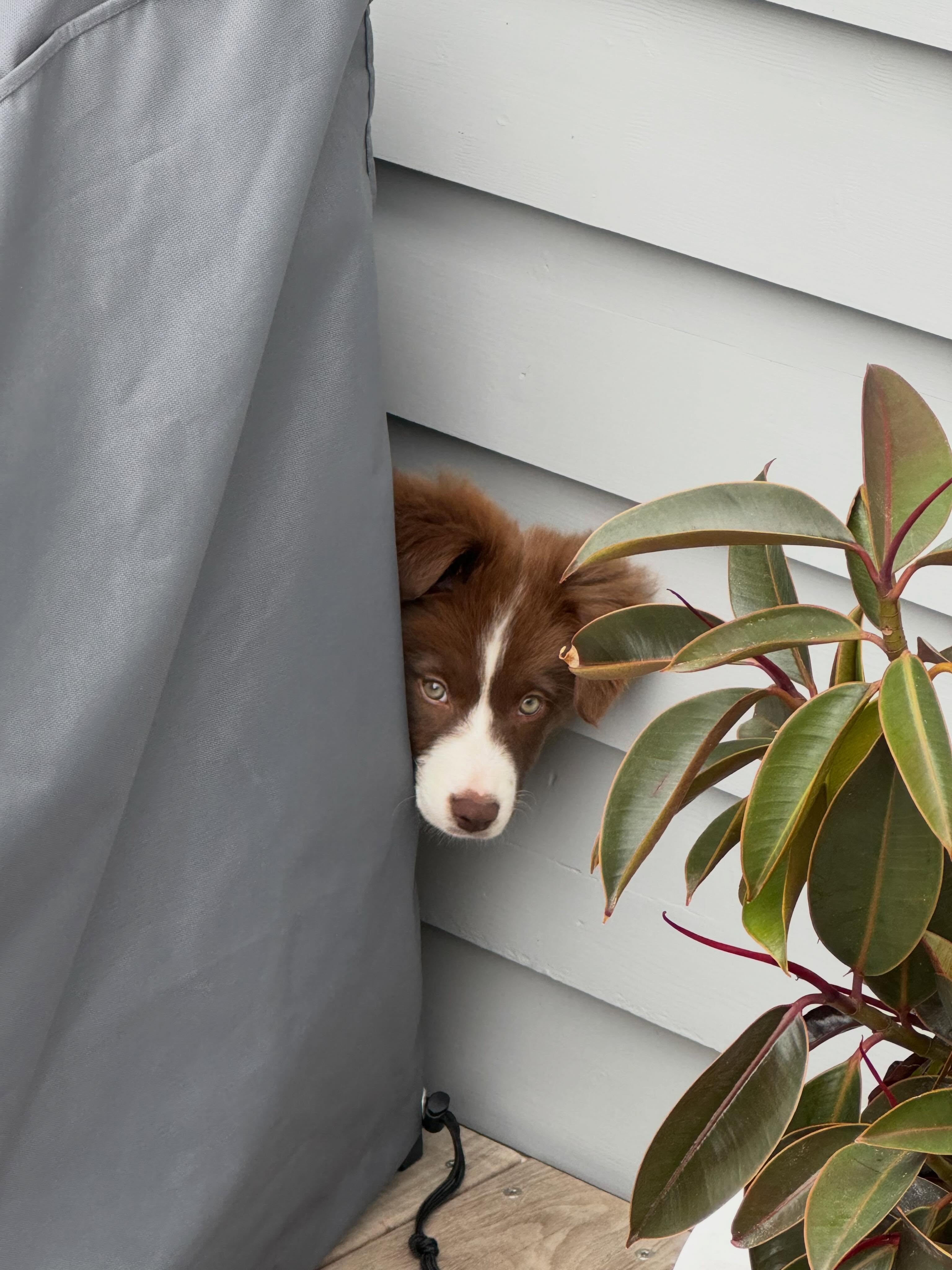 👀🌿 Psst… someone’s taking a peek to see what’s blooming!
Our newest little shop supervisor thinks there’s something special waiting inside — and we have to agree. From fresh flowers and lush plants to beautiful gifts for every occasion, there’s always something worth discovering.
So why not pop in, have a wander, and take a peek for yourself? You never know what treasure you’ll find. 💐🪴✨
Visit us in-store today – we’d love to see you!
#TakeAPeek #FloristLife #PlantShop #FreshFlowers #IndoorPlants ShopLocal GeelongBusiness GiftsAndFlowers SupportLocal FlowerShopFinds 🐾💚