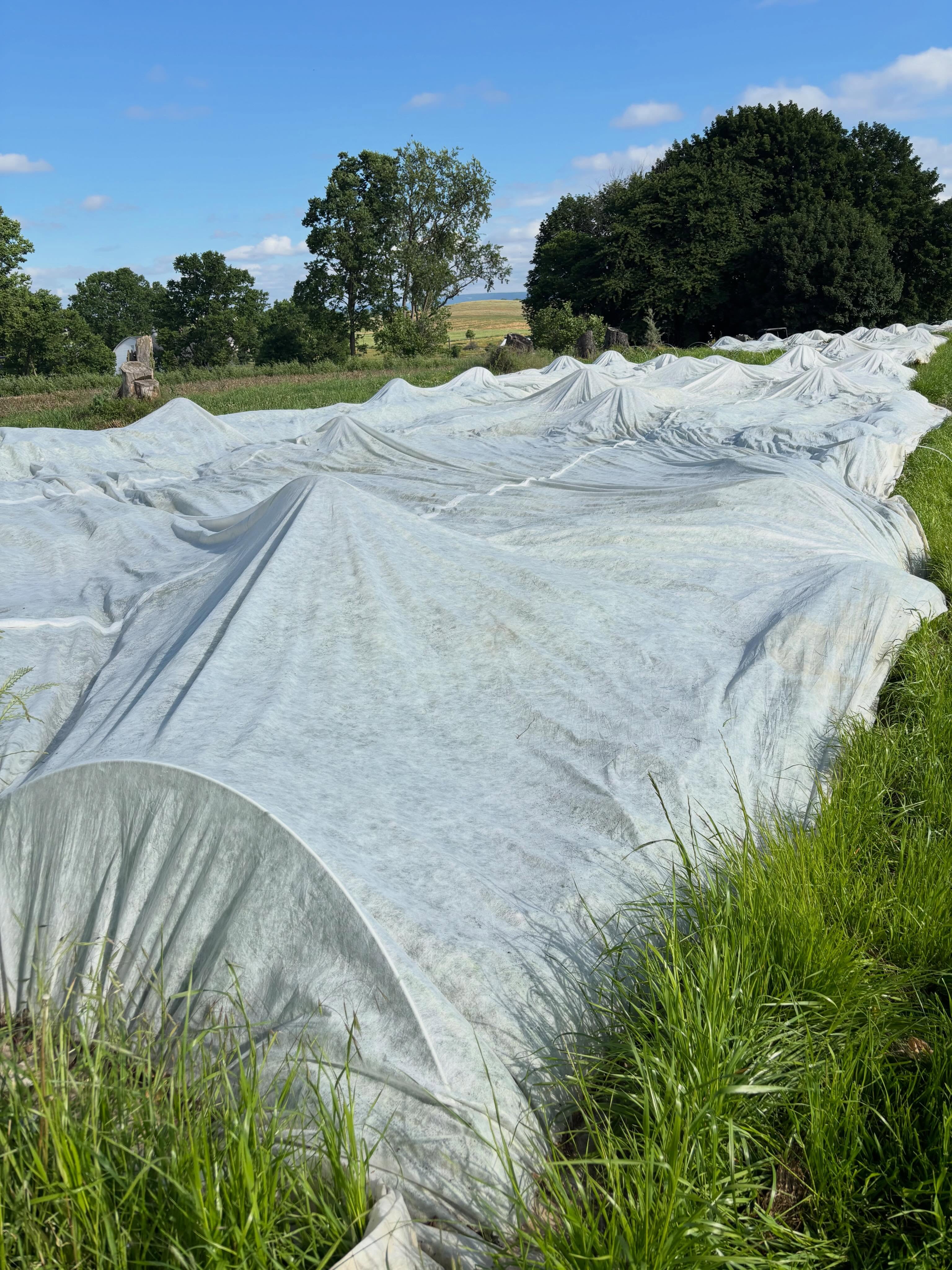 Thanks to former employee Audrey’s suggestion, we’ve been covering our early gomphrena for its first 4-6 weeks in the field. Row cover and sandbags are hateful farming tools. But the jump start that the warm environment gives the crop really makes a difference. There are patches that were uncovered, and they are currently 10-12” shorter than the covered part. Very soon, Gomphrenaland will be an ocean of magenta and pink clover-like blooms.
Want to see it for yourself?
Saturday August 1 is our annual Open Farm Day
Friday August 7 is a very special in-depth @ascfginc farm tour here. Register via the Ascfg website to learn our 20 years of tricks growing field annuals.
