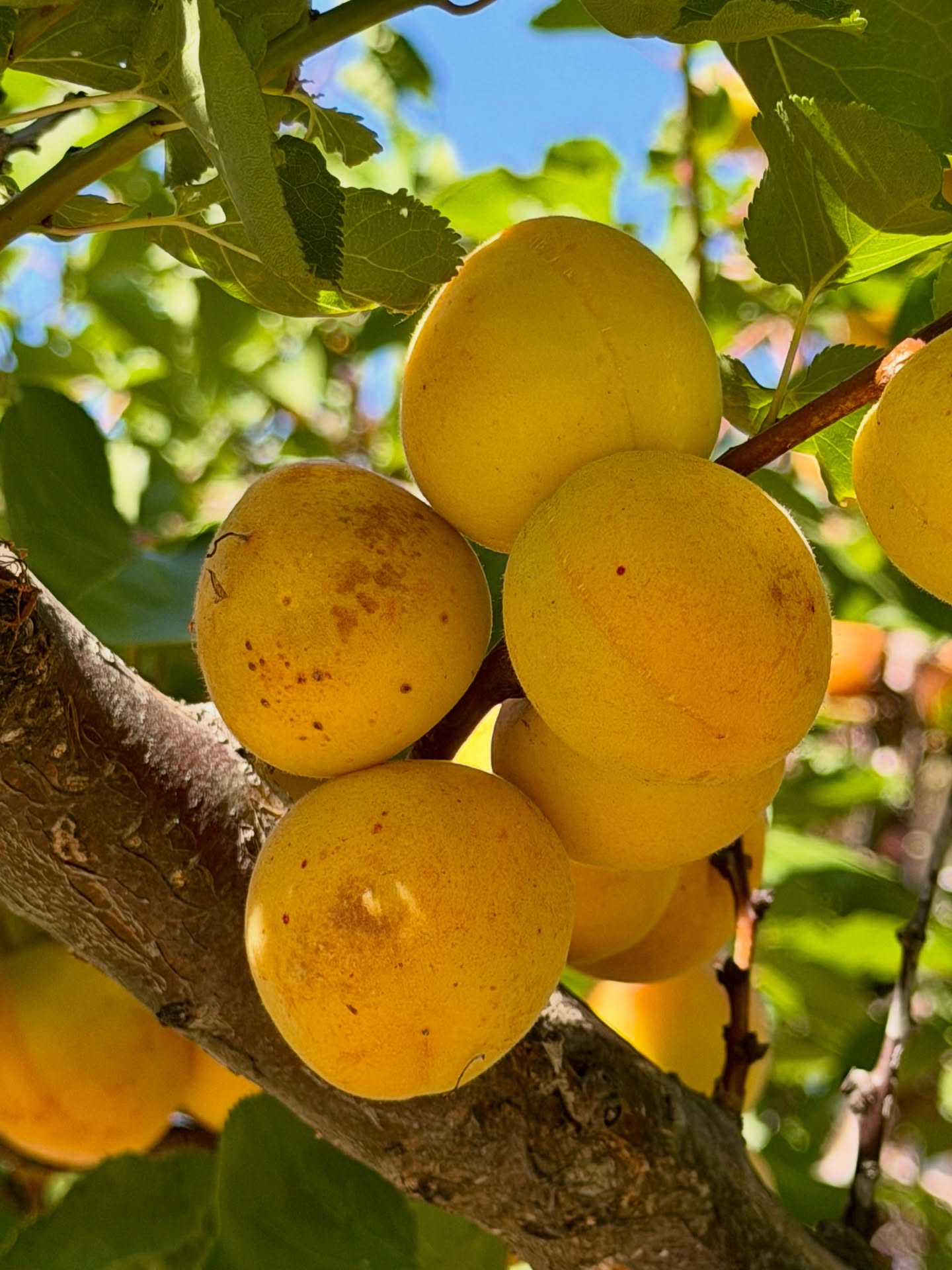 Blenheim apricot season has arrived at The Granary!🌿🍑
Our trees are bursting with the beautiful golden-orange colors of apricots. If you’re looking to enjoy fresh, locally grown fruit, be sure to visit @andysorchard and
enjoy fresh fruit picked in our community.🌞
-@visitmorganhillca @destination_downtown_mh @buy_local_morgan_hill @visitmorganhillca