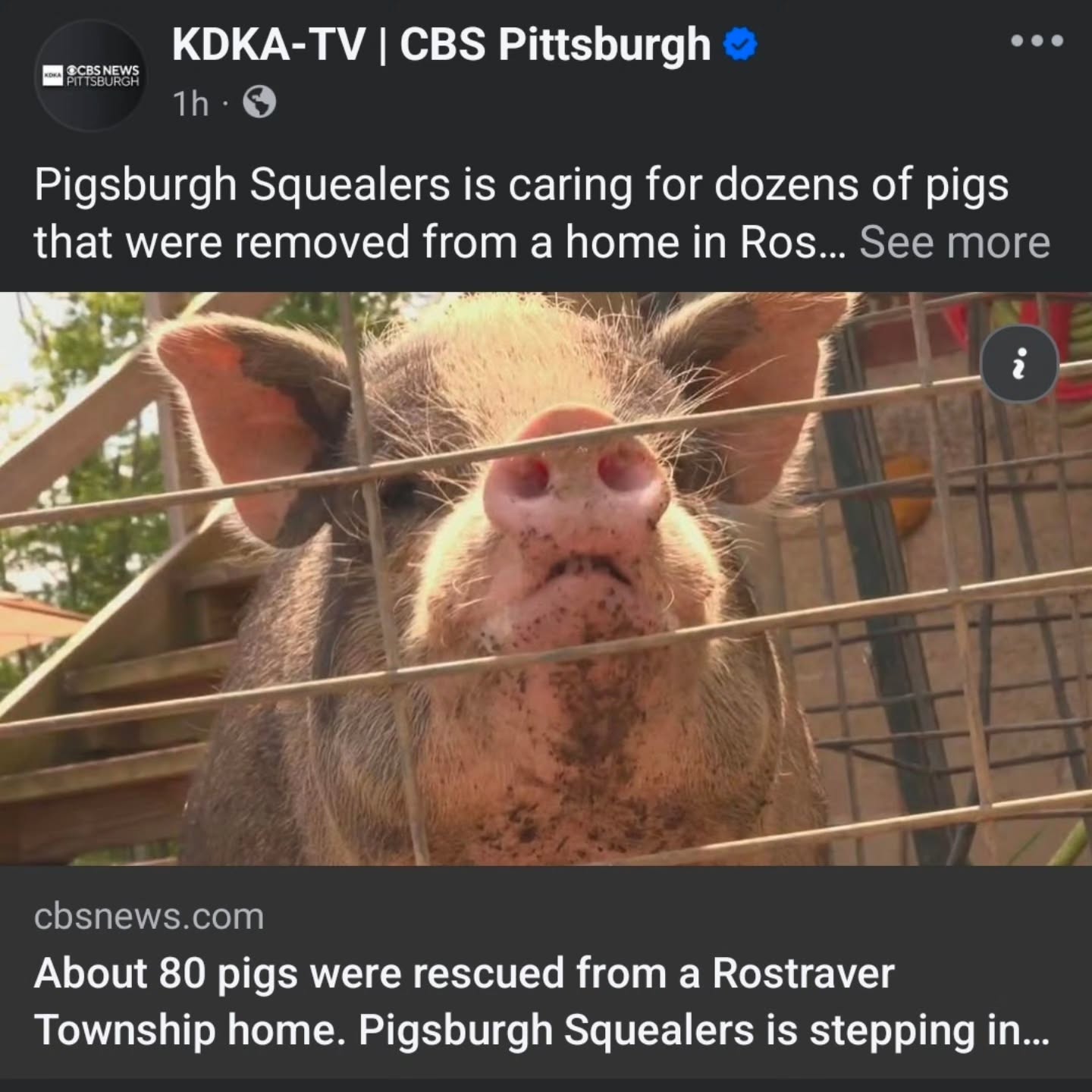 Check out the feature on Operation Squeal City with KDKA last night! Link in the profile 🐷 #operationsquealcity #animalrescue #animalsanctuary #hoarderssuck #pigsofinstagram