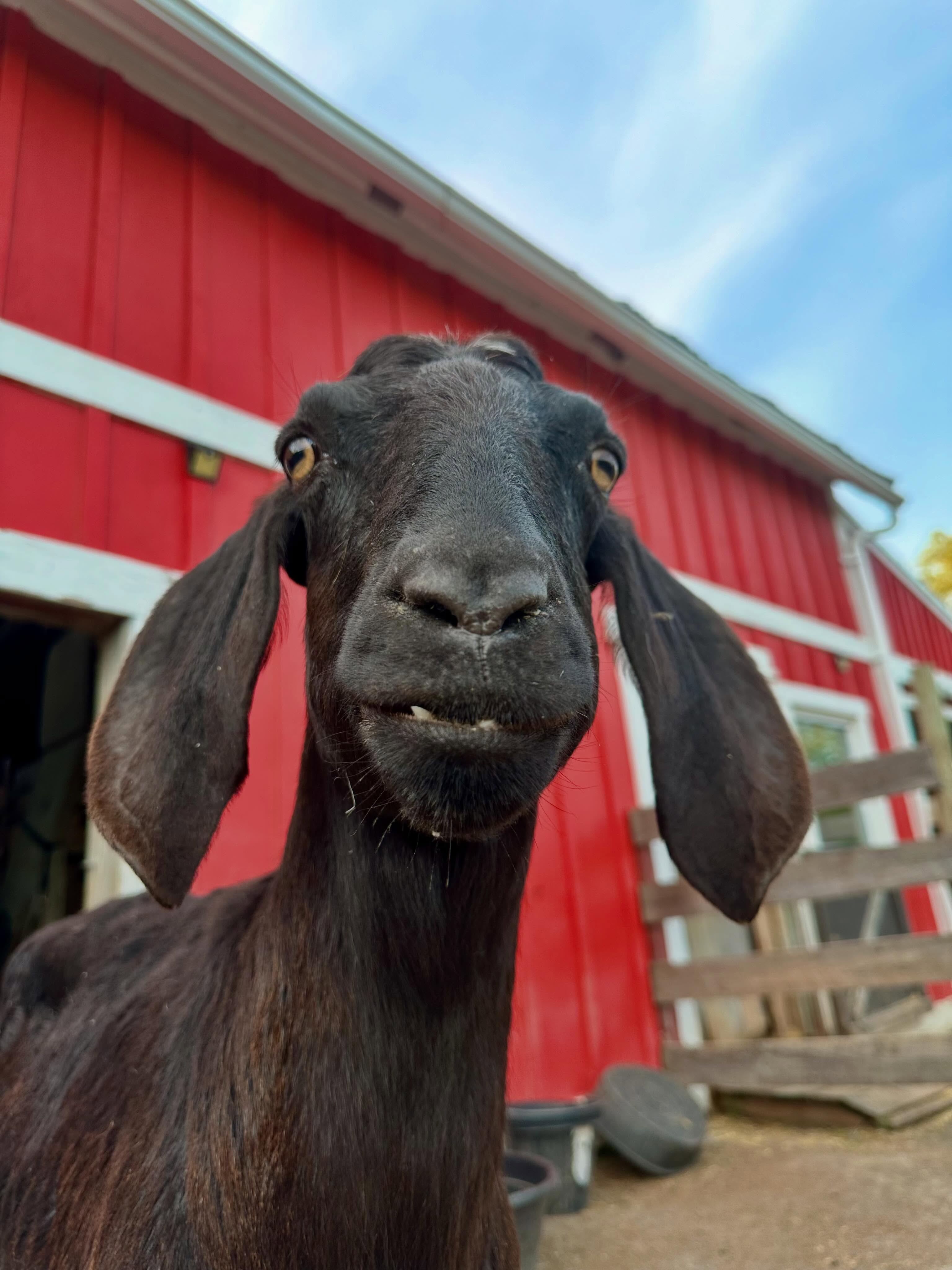 Moon can’t stop smiling!
Thanks to your incredible support, our auction has already reached 57% of our $8,500 fundraising goal! Every bid, share, and donation helps us provide care for farm animals in need.
If you haven’t had a chance to browse yet, there’s something for everyone
Thank you for helping us get closer to our goal. Let’s keep the momentum going and see how much we can accomplish together for the animals!
Auction link in bio.
#LailoFarmSanctuary #FundraiserAuction #BidForAnimals #GoatSmile #SupportRescueAnimals
