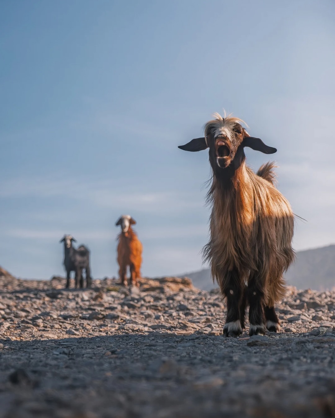 Wir wissen bis heute nicht, was sie uns sagen wollte. 🐐
Wir haben da ein paar Vermutungen… aber vielleicht liegen wir auch komplett daneben. 😁
Was glaubt ihr, was sie wirklich gesagt hat? Übersetzt mal für uns. 👇😁
.
.
.
#tierischebegegnung
#reisemomente
#wildlifemoments
#travelcouple
#weltentdecker