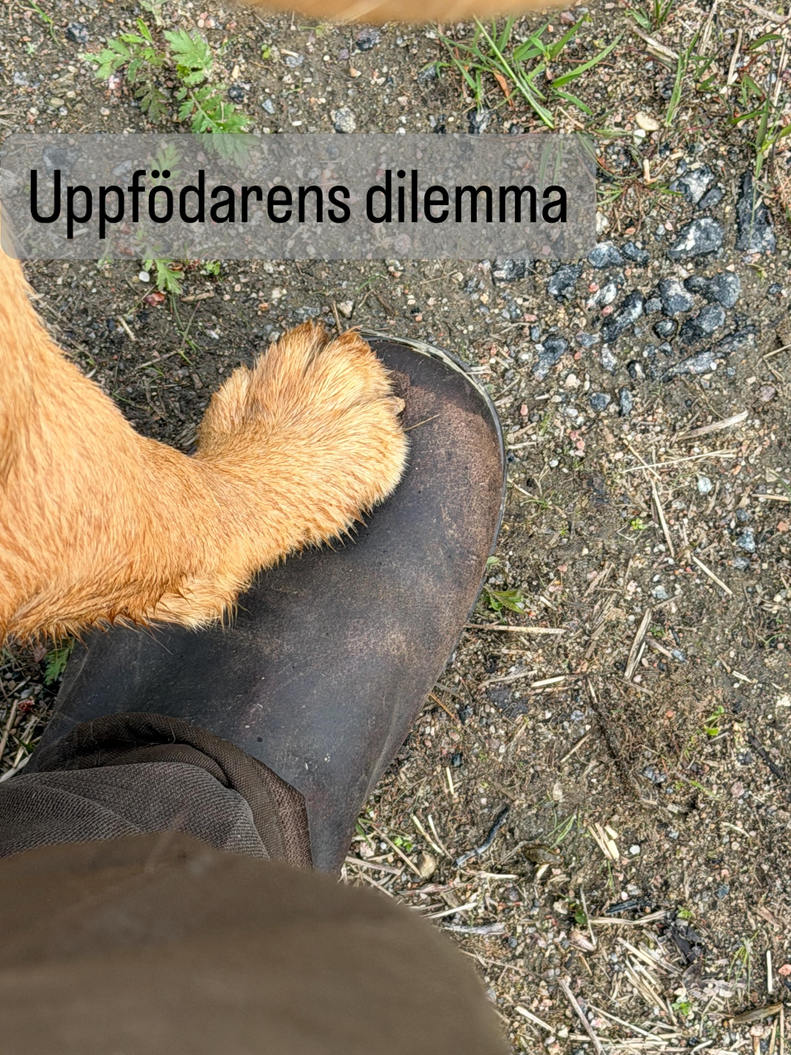 Uppfödarliv 🐾
Vet du vad som är det svåraste med att föda upp valpar?
Det är inte sömnlösa nätter, inte valpningen vi sitter uppe och följer, inte det praktiska jobbet. Inte ens skura golv i veckor 🤣
Det svåraste är att säga “jag vet inte” och ändå bli ifrågasatt för det.
Hur många valpar blir det? Vet inte.
Blir det hanar eller tikar? Vet inte.
Kan du lova mig en? Nej.
Naturen bestämmer. Inte jag.
En röntgen kan ge en fingervisning. Men en kull på sex kan bli tre. Eller nio. Och kön? Det vet vi inte förrän de ligger där, nyfödda och även då är första tiden skör.
Jag förstår frustrationen hos er som väntar. Jag delar den faktiskt. Men ett löfte jag inte kan hålla är värre än ett löfte jag aldrig gav.
Det jag kan lova: att jag gör allt för att varje kull ska bli frisk, väl omhändertagen och fantastisk ❤️
Jag vet att ni är många som väntar. Förstår er frustration.
Vill du ha en valp exakt nu. Ja då finns de valpfabriker m flera kullar om året där ett mail räcker för att bli lovad en valp inom kort.
Det kommer aldrig vara vi ❤️
#jaktlabrador #labradorretriever #skkuppfödare #jakthund #brukshund