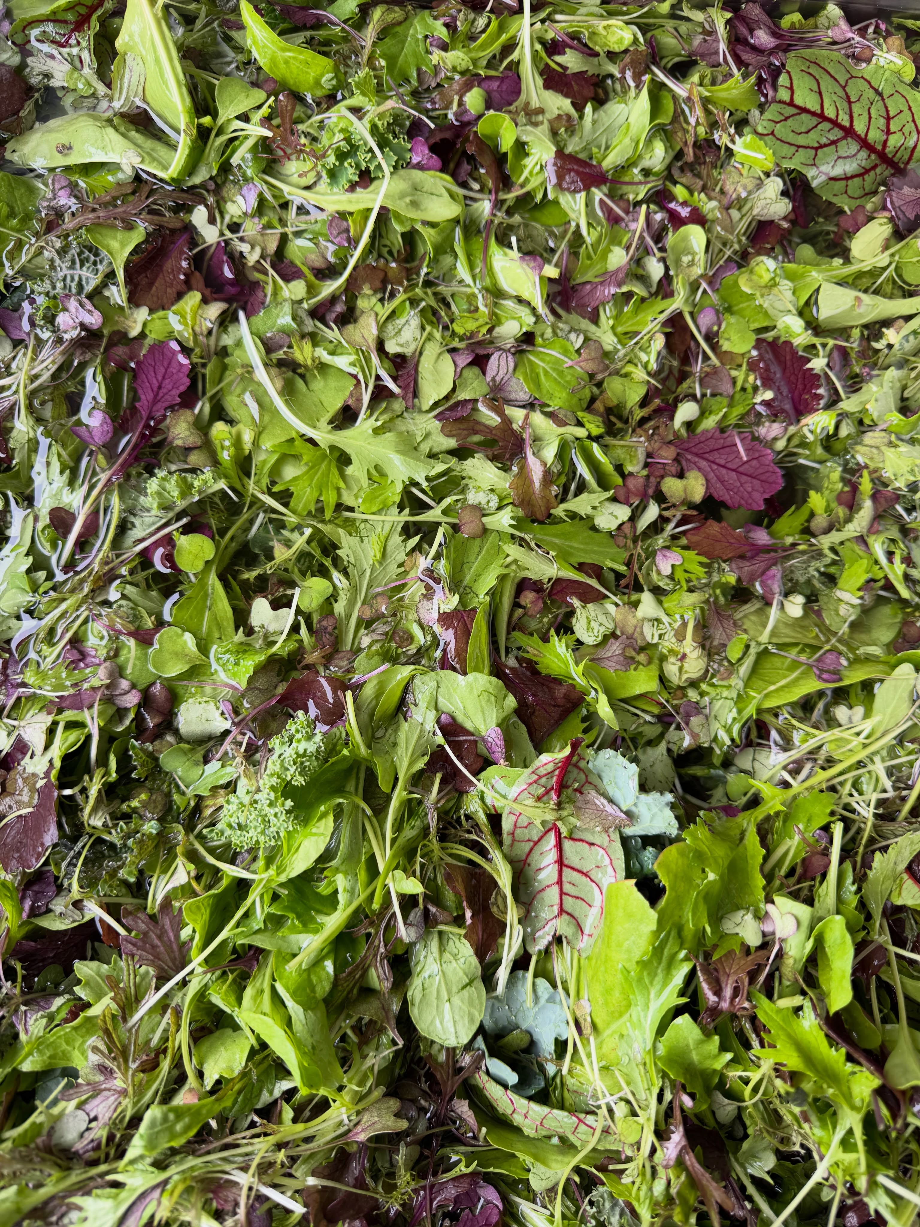 Nuestro mix de hojas verdes se ha consagrado como el favorito de muchos, y es que es tan rico que logra acompañar perfectamente cualquier comida. Y además viene listo para servir.
🥬Recién cosechado, local, lleno de texturas y orgánico.
Tenemos para despacho a domicilio martes en Puerto Varas y jueves en Puerto Montt. También directo en el campo. Pide en fundoplayavenado.cl