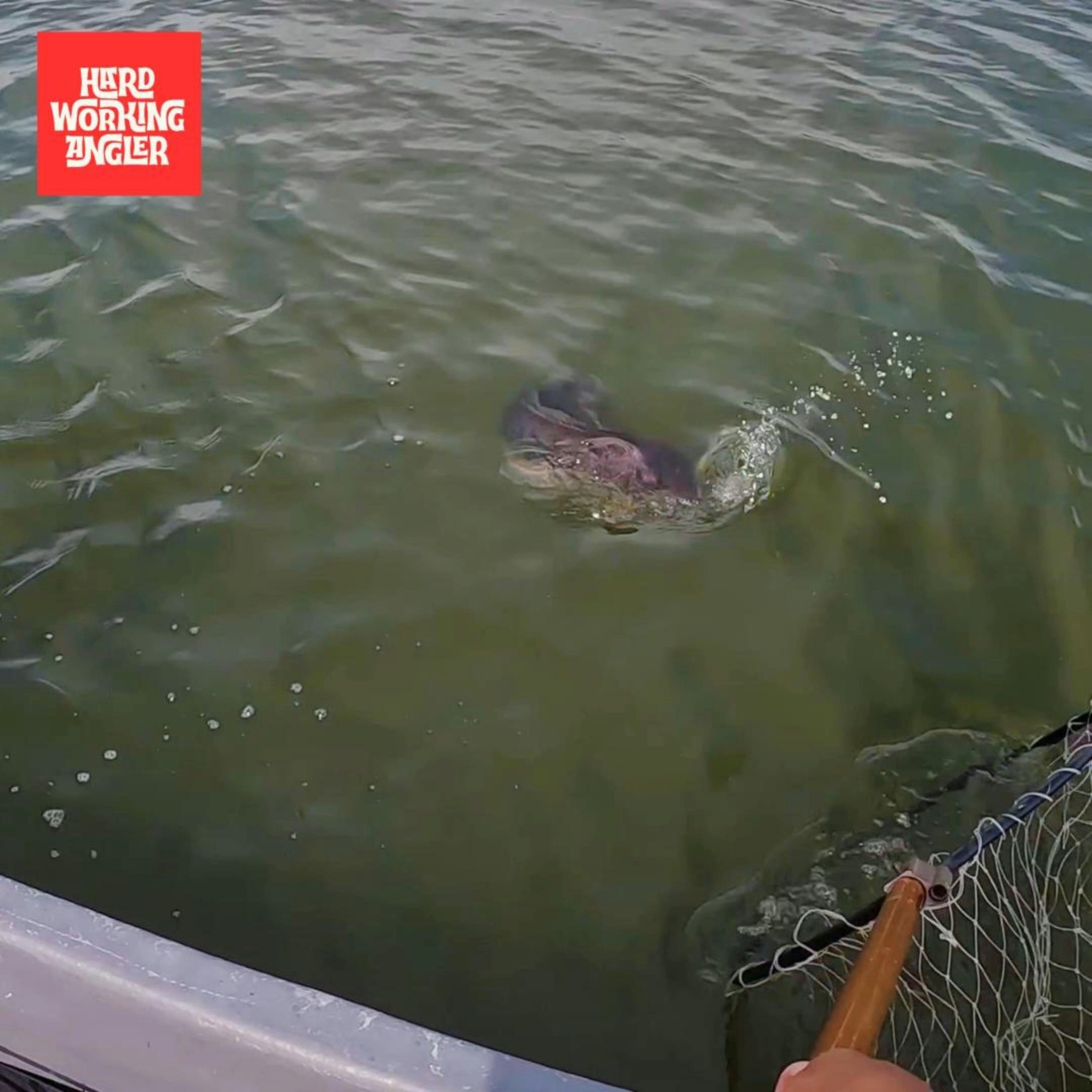 The strike was brutal. The fight lasted only a few seconds.Then the hook came loose.Lost another giant toman today.Painful? Yes.But that's what makes landing one so special.
Visit our website for more informations on our fishing trip - https://www.hardworkingangler.com
#peacockbassfishingguidemalaysia #hardworkingangler #toman #giantsnakehead #peacockbass #visitmalaysia