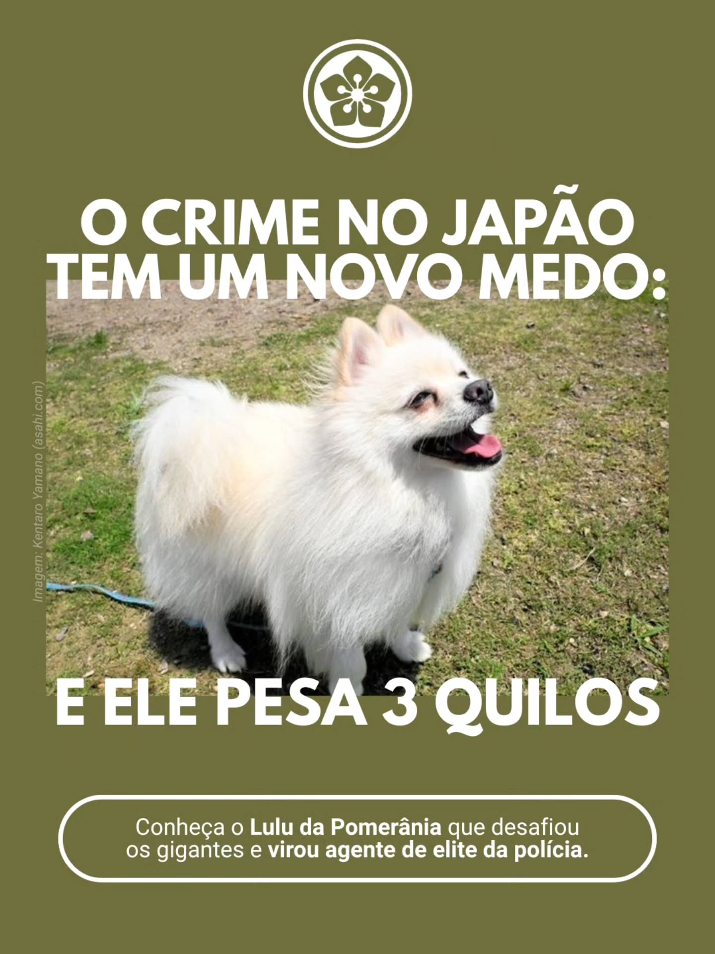O crime organizado no Japão que se cuide, porque o Soldado Haku está na área! 🚨🐾🇯🇵
Se você achava que os Lulus da Pomerânia só serviam para latir para a própria sombra e ganhar petiscos, prepare-se para mudar de ideia. Haku, um Lulu da Pomerânia de apenas 2 anos, formou-se oficialmente como cão policial de rastreamento na delegacia de Hyuga!
E não pense que foi privilégio por ser bonitinho, viu? Esse mini querido passou por um teste ultra rigoroso e deixou para trás outros 51 cães, sendo que a maioria eram raças grandes e tradicionais na segurança pública. Ele fechou o treinamento na metade do tempo normal (só 1 ano) e provou que seu tamanho é, na verdade, uma arma secreta de infiltração. 🕵️♂️💥
Imagina precisar de resgate em um lugar super estreito e dar de cara com essa bolinha de pelos de distintivo? Vem conhecer com a gente a história do Haku. 👮♂️🐶
—
Quer conhecer mais sobre a cultura asiática? Vem estudar com a gente no @centroasiabrasil. Os cursos de intensivo estão com matrículas abertas, e você pode escolher a modalidade que mais combina com você:
🌐 online ou 📍 presencial (em Curitiba);
🕐 horários pela manhã, tarde ou noite.
As matrículas podem ser feitas pelo site ou WhatsApp.
🔗 Saiba mais em centroasia.com.br (link na bio)
#CãoPolicial #Haku #LuluDaPomerania #PoliciaDoJapao #CentroÁsia