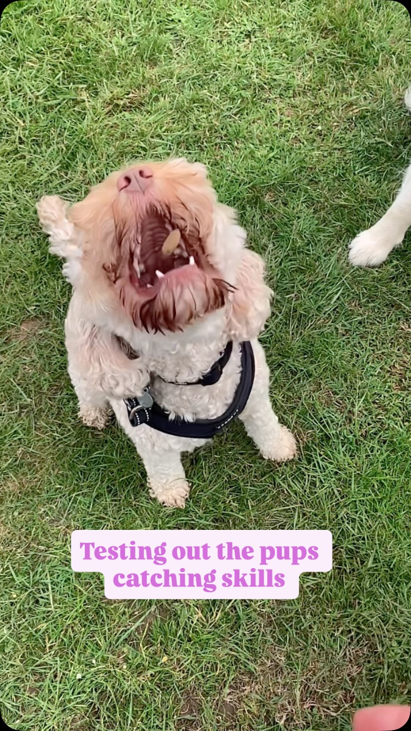 A few of our Pups have been pawfecting their biscuits catching skills… and some need more work 🙈
Who’s your favourite?
Ft Indy,Ruby,Dora,Harry,Margot and Rocky
#dogscatchingtreats #dogscatchingskills #dogwalker #dogwalkergreatwakering #dogwalkerrochford
