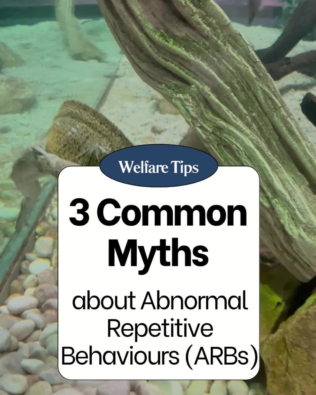 3 Common Myths about Abnormal Repetitive Behaviours (ARBs):
❌ Myth 1: If the ARB decreases, welfare has increased
✔️ Not always. ARBs can be a way of coping, especially for ‘proactive responders’. If ARBs decrease but inactivity and apathy increase, welfare may be worse.
❌ Myth 2: Enrichment is always the answer
✔️ Enrichment won’t work unless it is goal-based and targetting appropriate behaviours. In some individuals, enrichment increases activity levels which can increase ARBs.
❌ Myth 3: Once established, an ARB can't be reduced
✔️ In the vast majority of cases, ARBs can be reduced. For chronic cases, a detailed analysis of behaviour, coping style and a staged intervention is needed.
And lastly, don't feel ashamed about working with an animal that shows these behaviours: just by being here, you are clearly invested in their welfare. Together we can work on swapping ARBs for those that enhance the animals' quality of life.
We’re running a new online course on ARBs, starting 25 June. Understand the complexity and design your own interventions to tackle even the most complex cases.
We'll uncover why you need to know if the animal is a proactive or reactive responder, how ARBs remain an indicator of poor welfare conditions even if used as a partial coping mechanism, and most importantly, how to design interventions to reduce them wherever possible.
Sign up to our course using the link in our bio or at www.animalwelfareexpertise.com/courses. Get in touch if you're an organisation that wants to run the course for your staff!