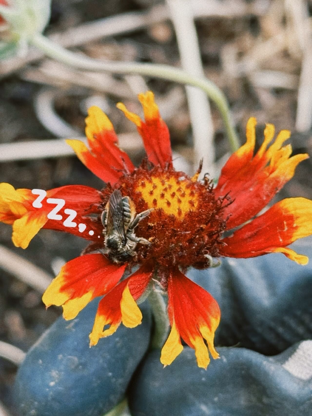 TO KNOW IS TO LOVE: Pollinators Edition Pt. 1 ✨
This series started two years ago as a way for us to share about our love for our plant relatives and the Land. It was based on the quote by bell hooks that says “love is a combination of care, commitment, knowledge, responsibility, respect, and trust”. ❤️🔥 And as we’ve shared about our love for various plants at TAG, we also wanted to expand our love and knowledge with our more-than-human kins. 🐝🦋🐞🪱🐛🪰🐦⬛🦇
For example, did you know that over 3/4 of food and flowering plants require pollination (which is essential for producing fruits and seeds)? Or that CO has over 1000 native bee species?!? And that honeybees are not native to the US??
Anyway, we can be spitting out random pollinator facts all day long but we also want to learn from y’all too! These photos were taken of our pollinators in Globeville so please feel free to share what type of pollinator they are in the comment and any other facts you know about them!!!
Love doesn’t mean knowing everything about one person/ plant/ pollinator/ etc. Love is about being curious and open to learning more. Our pollinators, especially our native ones, deserve so so much more love and attention! We really wouldn’t exist without them and we can’t wait to deepen our relationship with them throughout the seasons 🥹🫶🏼
ID in comment