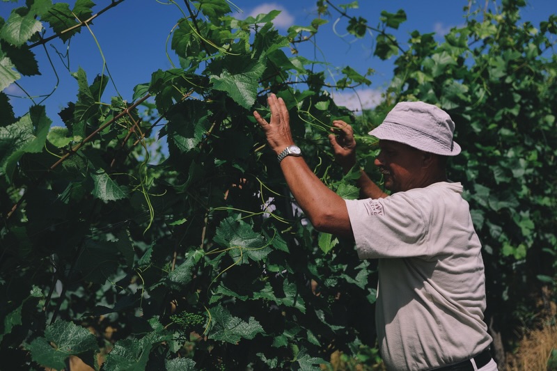 WEINBERGSUPDATE 🍇🌱
Aktuell sind wir täglich draußen unterwegs und kümmern uns um unsere Reben.
Beim Heften werden die jungen Triebe zwischen die Drähte eingeordnet und fixiert, damit sie optimal wachsen können.
Parallel dazu läuft die Bodenbearbeitung. Sie hilft dabei, die Begrünung zu regulieren, den Boden locker zu halten und die Wasserversorgung der Reben zu unterstützen. So schaffen wir die besten Voraussetzungen für gesunde Trauben und die Qualität des neuen Jahrgangs. 🍷
#weinbergsupdate #laubarbeit #bodenbearbeitung #heften #lorenzundsoehne