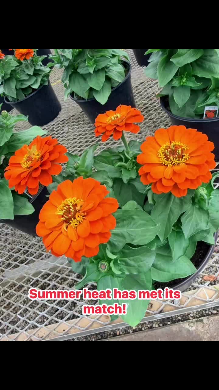 Summer heat is here, but these blooms don't care! 🔥🌻 We just restocked with gorgeous, heat-loving Purslane combo hanging baskets, vibrant sunflowers, and fresh 9” annuals.
With new stock arriving daily right now, it’s the perfect time to give your porch or garden a summer upgrade. Stop by and see what’s fresh today! 👇
#GardenCenter #SummerBlooms #Purslane #HangingBaskets #Sunflowers #Annuals #PlantLovers #GardenInspiration #LocalGreenhouse