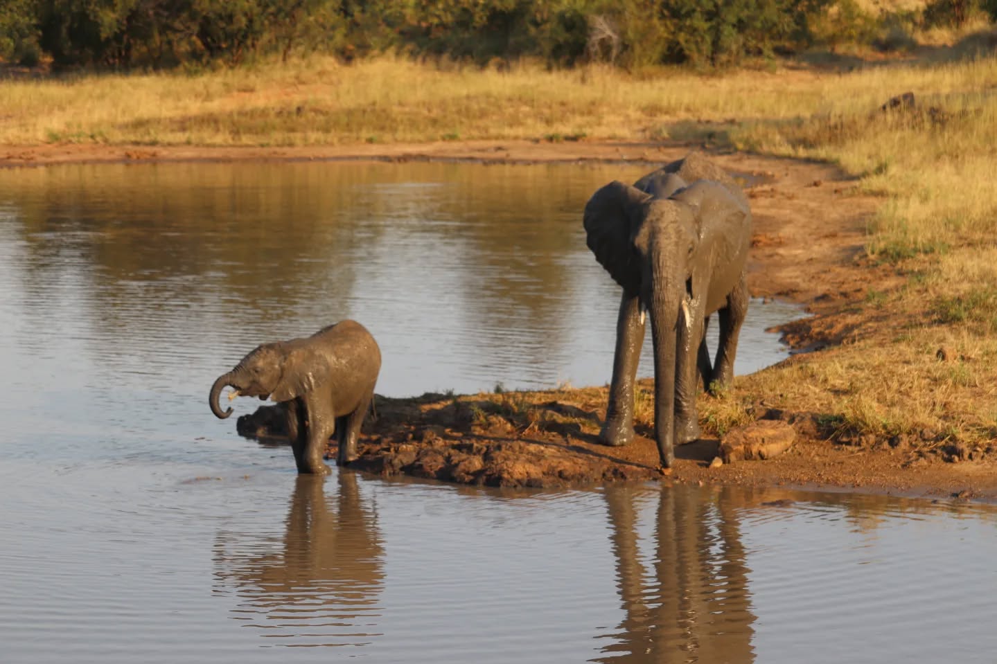 🐘 Wildlife Wednesday! 🐘
Wat is er mooier dan een ontmoeting met twee jonge olifanten in het wild? Terwijl de één voorzichtig het water verkent, houdt de ander alles scherp in de gaten. Een prachtig moment dat laat zien hoe speels, nieuwsgierig én sociaal deze reuzen van Afrika zijn.
Dit zijn de herinneringen die een safari onvergetelijk maken: geen hekken, geen drukte, alleen natuur op haar mooist. 💚
📍 Welk Afrikaans dier staat bovenaan jouw wensenlijstje voor een safari?
#wildlifewednesday #olifanten #safari #zegookja #SouthAfrica 🐘✨