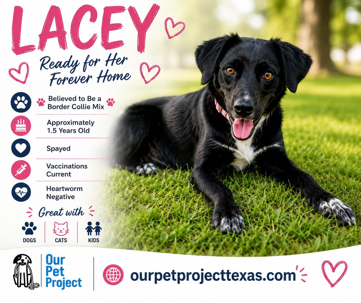 Update: ADOPTED ❤️
🐾💕 MEET LACEY! 💕🐾
This sweet girl is searching for the forever family she’s been waiting for.
Lacey is approximately 1.5 years old, spayed, current on vaccinations, and heartworm negative. She is great with kids, dogs, and cats, making her a wonderful addition to many different types of families.
🐾 Believed to be a Border Collie mix
🐾 Sweet and loving personality
🐾 Great with kids, dogs, and cats
🐾 Ready for her forever home
Lacey has so much love to give and would love nothing more than a family of her own. ❤️
Please help us find her perfect match by liking, commenting, and sharing this post!
🏡 Apply to adopt:
ourpetprojecttexas.com
https://form.jotform.com/221444730332143
To learn more about our beautiful girl, visit her PetFinder profile:
https://www.petfinder.com/dog/lacey-7ce37234-fbc7-4593-be6b-d0a2c3141558/tx/humble/our-pet-project-inc-tx2358/details/
#AdoptLacey #AdoptDontShop #RescueDog #BorderCollieMix #ForeverHomeWanted 🐾💕
