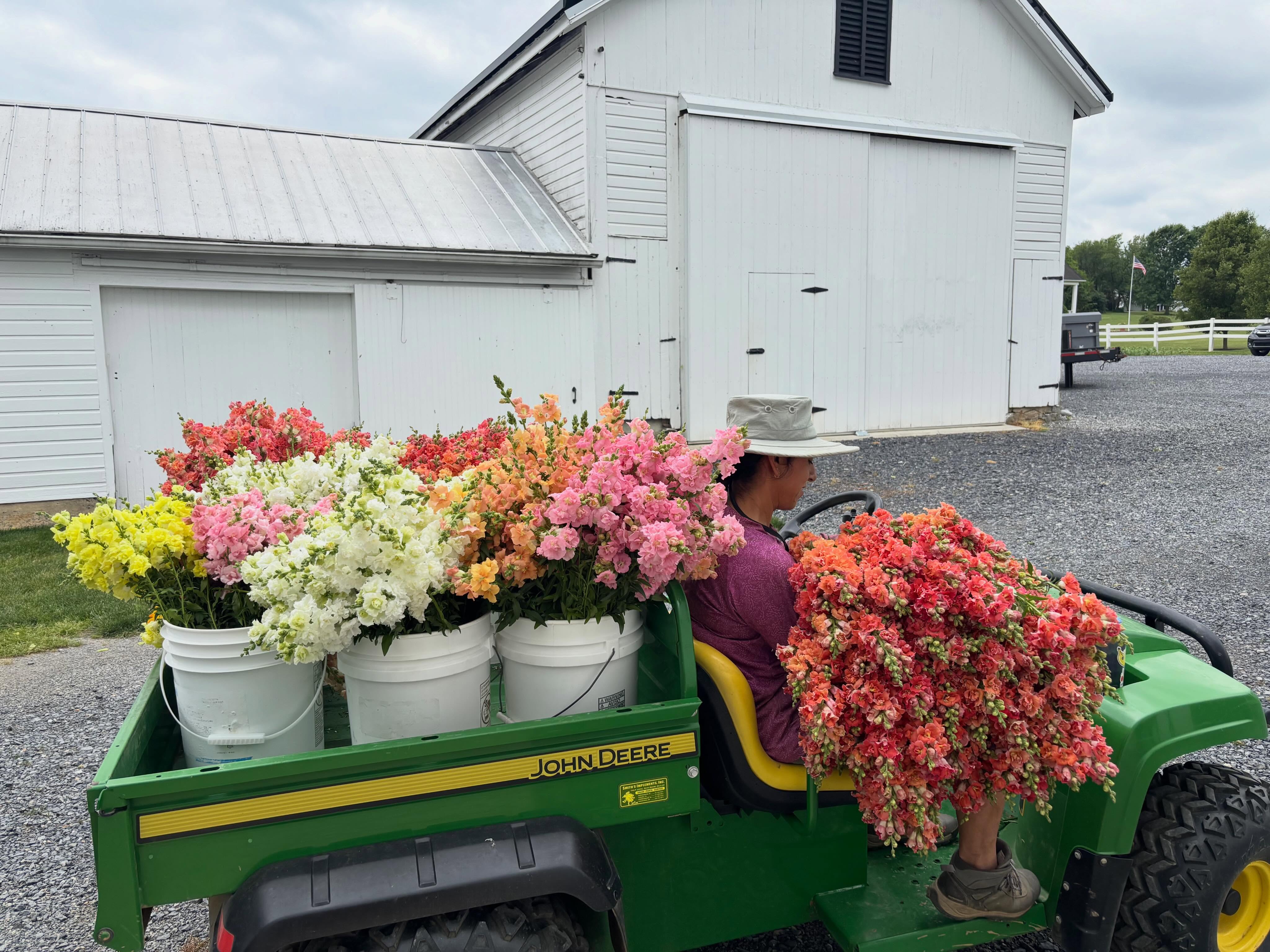 Snapdragon season has been quite good this spring. There are always a few crops that are superstars each year (and a few disappointments). I’m never quite sure what factors determine this, and it keeps me humble to know that trying really hard is only part of the equation.