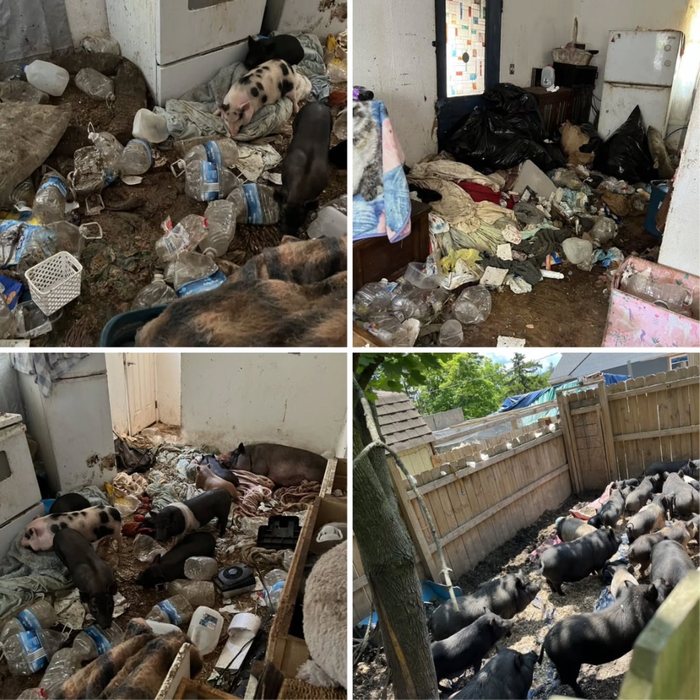 Rescue and hoarding are not exclusive things. To rescue pigs and then cram them together in small spaces among layers of dried feces and trash, is neglect. To allow pigs to be bred repeatedly, while they are still babies themselves, is neglect. To not take any responsibility for the harm you cause many animals and play victim, is neglect.
Thank you to those who messaged us in support of the animal abuser. It reminds us that there are horrible people in the world of animal rescue, like a all places. But thanks to the many MANY people who shared our little rescue and have supported us this past week.
105 pigs have come from this case so far: 66 are at Pigsburgh Squealers Rescue including our new babies, 10 are with Kindred Spirits, 16 are in foster, and 13 have passed away recently due to neglect. Why must others have to clean up after animal abusers? We are so tired.