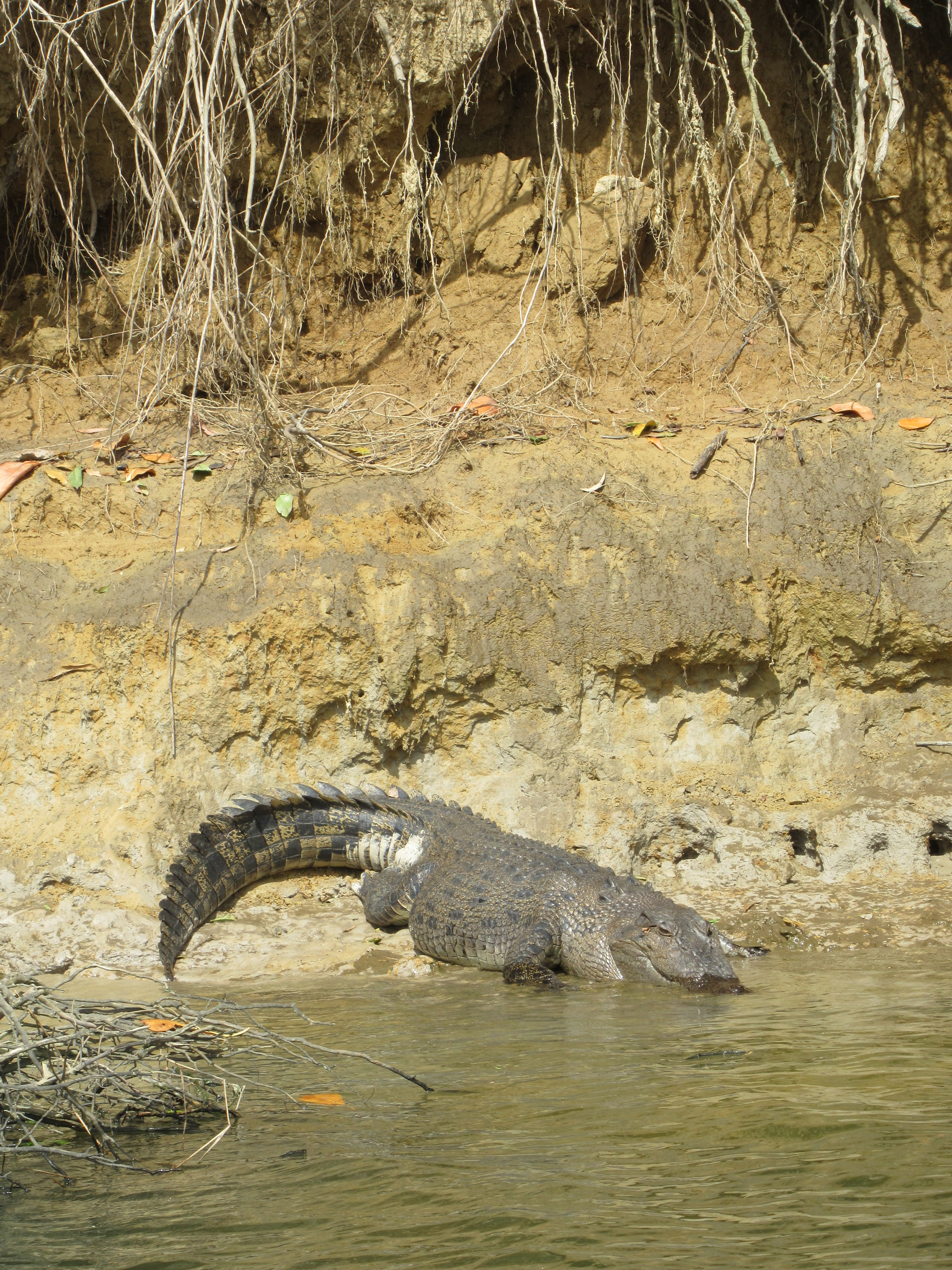 See wild crocodiles in their natural habitat on an exciting river cruise🐊🌵
You may even come across the remains of animals that have become a crocodile's meal, if you're lucky...😮🤭
😎📸
#cairns#hostel#backpackers#crocodilecruise#wildcrocodile#cairnscitybackpackers