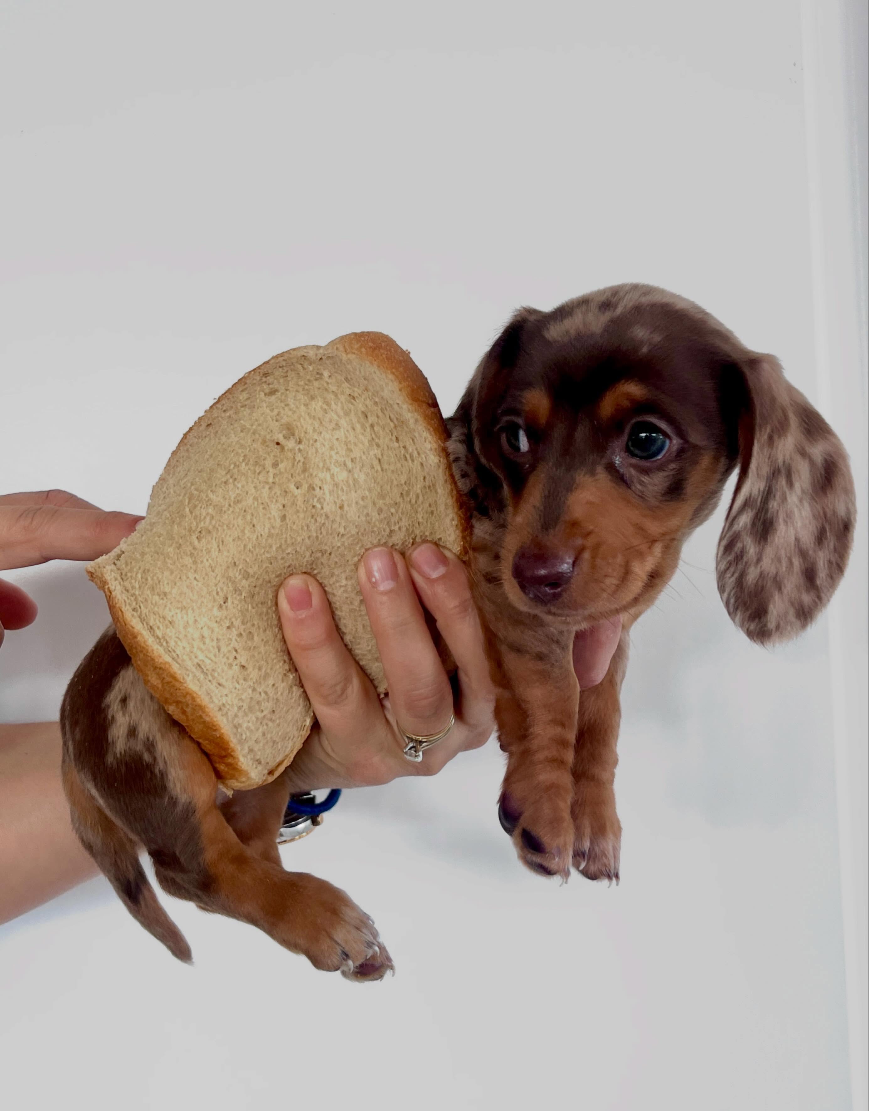 ⭐️ Freshly baked 😍 ⭐️ #newmemberofthefamily❤️ #dachshund #dachsundsofinstagram #dachshundoftheday_ #minidachshundpuppy 🌭