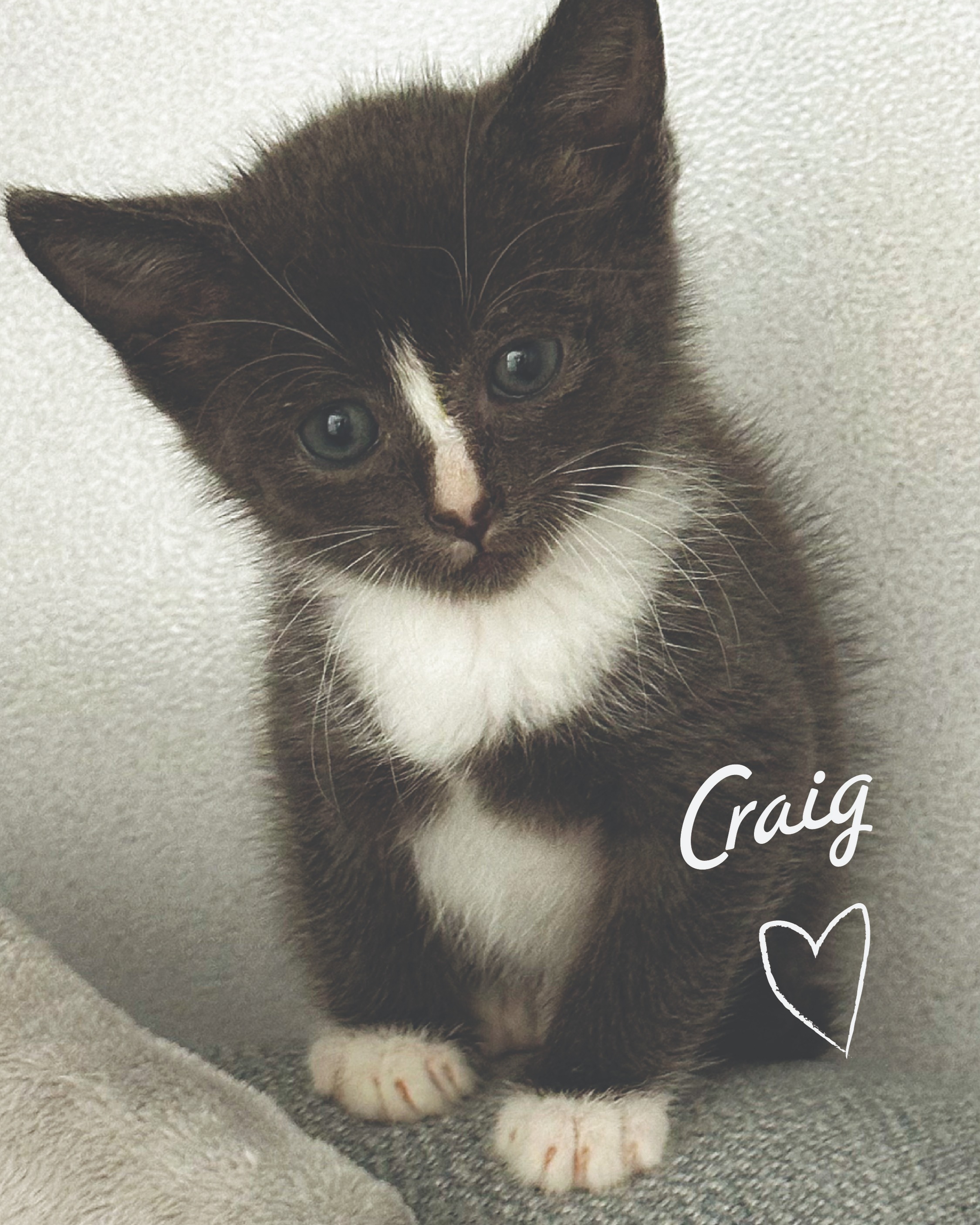 TOO CUTE NOT TO SHARE
Meet Craig.
This tiny tuxedo gentleman was found sitting in the middle of the road, covered in fleas. And when we say covered... we mean a lot of fleas.
Thankfully, some animal lovers who were visiting town spotted him, scooped him up, and made sure he got the help he needed. Because of them, Craig's story is looking a whole lot brighter today.
Craig has plenty of vet appointments ahead of him as we get him healthy, vaccinated, and ready for the next chapter of his life. If you'd like to help support his care, our donation link is in our bio. Every dollar helps little ones like Craig get the medical care they need.
And speaking of Craig... he was named after our amazing friends and supporters, James and Heather Craig, whose incredibly generous donation recently helped us continue this work. We truly can't thank you enough!
For now, Craig is safe, warm, flea-free (or at least working on it 😅), and soaking up all the love.
We have a feeling this little guy is going to steal a lot of hearts.
#StellasRescue #RescueKitten #KittenSeason #AdoptDontShop #TuxedoKitten #RescueCat #WinstonSalem #NorthCarolinaRescue #AnimalRescue #DonateForAnimals #TinyButMighty #CommunityMakesADifference #CraigTheCat #RescueWorks
