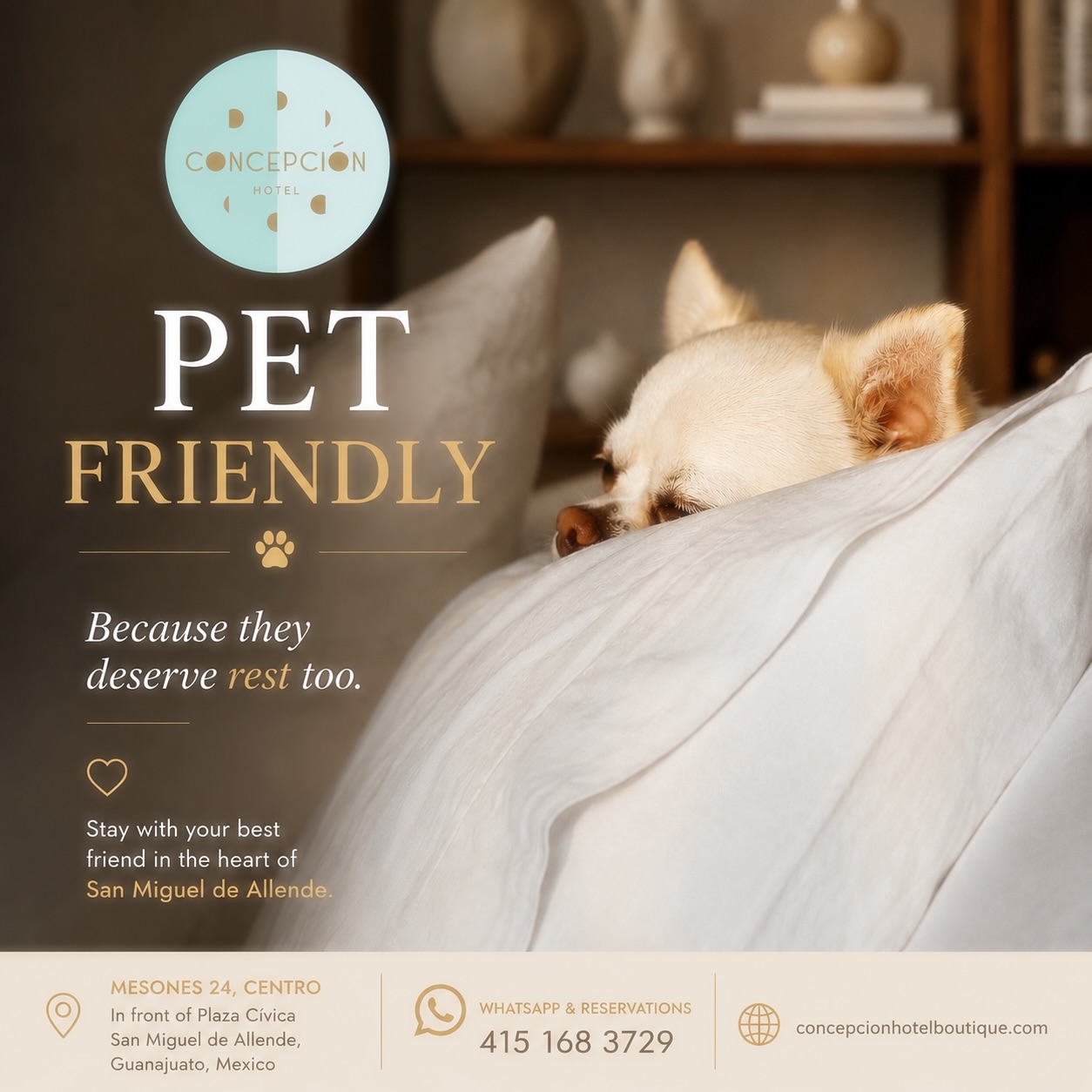 En Concepción Hotel Boutique la experiencia es que tú y tu amigo fiel descansen en las mismas condiciones.