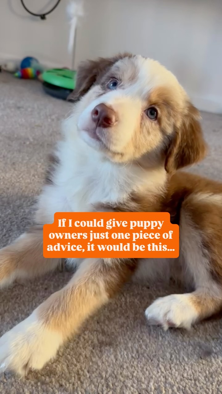 ✨ Reward the behaviours you want to see more of. ✨
It’s easy to focus on correcting unwanted behaviours or jump straight into strict training plans, but puppies are learning all the time.
When your puppy chooses to lie down calmly, checks in with you on a walk, settles on their bed, greets someone politely, or picks up an appropriate toy to chew, make sure you calmly acknowledge it and reward it.
Those small, everyday moments might not feel like training, but they are. They’re the moments that shape the adult dog your puppy will become.
Training isn’t just the dedicated sessions you set aside each day, it’s every interaction your puppy has with the world.
The more you reinforce calmness, engagement, and good choices, the more naturally those behaviours will become their default.
.
.
.
#bondfurever #puppytraining #dogtrainingtip #positivereinforcement #raisingapuppy
