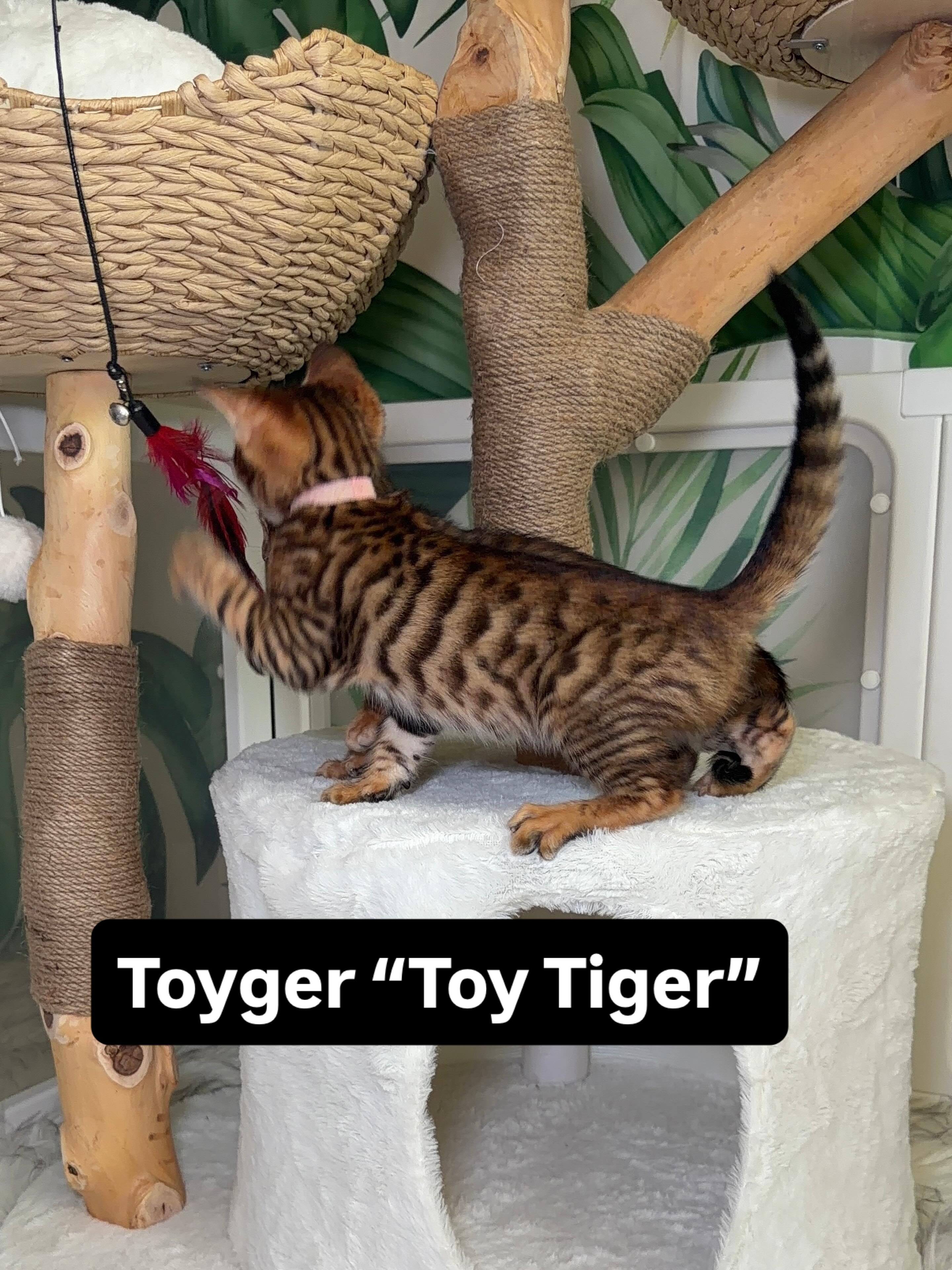 Every Toyger is unique in its pattern. This sweet little girl is a little cutie 😻 #toyger #fyp #kitten #tiger #cat