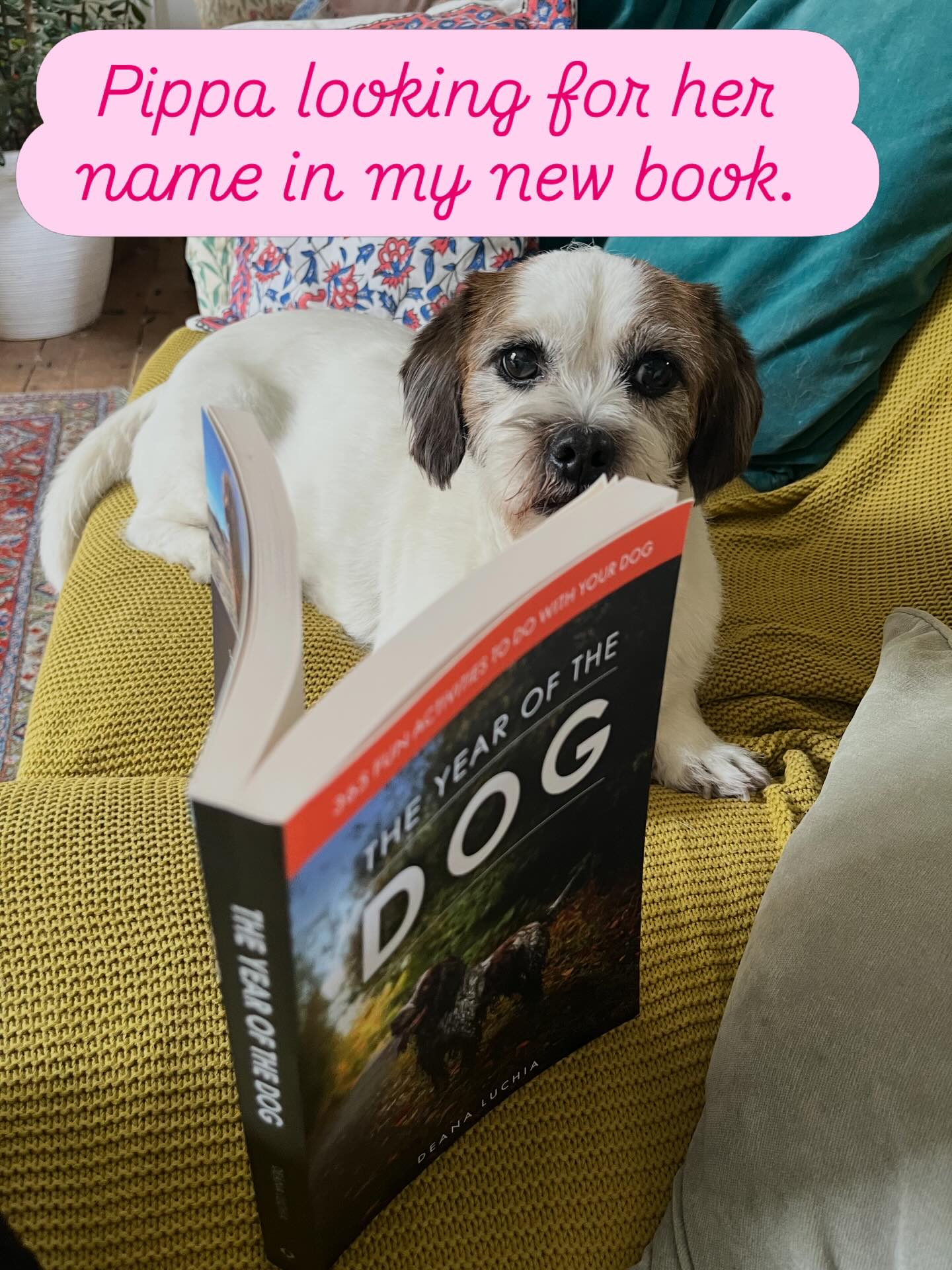 Pippa gets many mentions as she’s one of my canine review team. This book will make your dog happy! It’s packed with activities to do with and for your dog. #makeyourdoghappy #yearofthedog #lovedogs #pippadog #kewdogs