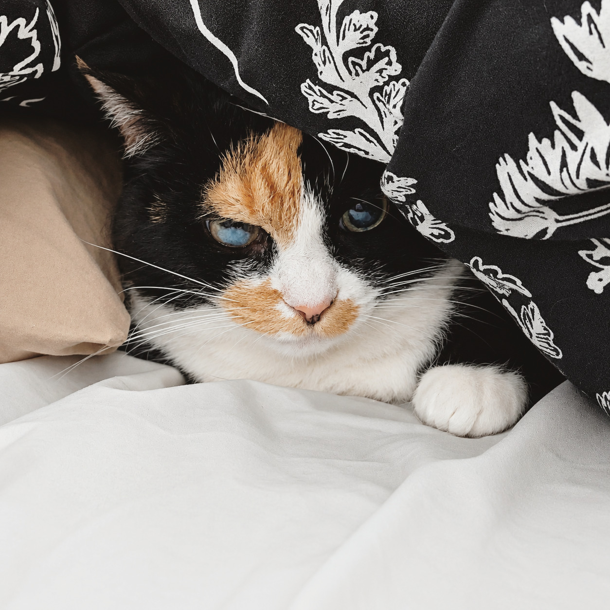 Some cats hide.
Some cats supervise from a secure location.
This is not fear. This is strategy.
Blanket coverage. One paw ready. Full visibility of the room. Zero intention of coming out until the terms improve.
Pique Weekenders — patient cat sitting for cats who need time, space, and a sitter who knows not to take it personally.
#PiqueWeekenders #CatSittingMaine #PetSittingMaine #CatsOfMaine #YourCatHiredMe