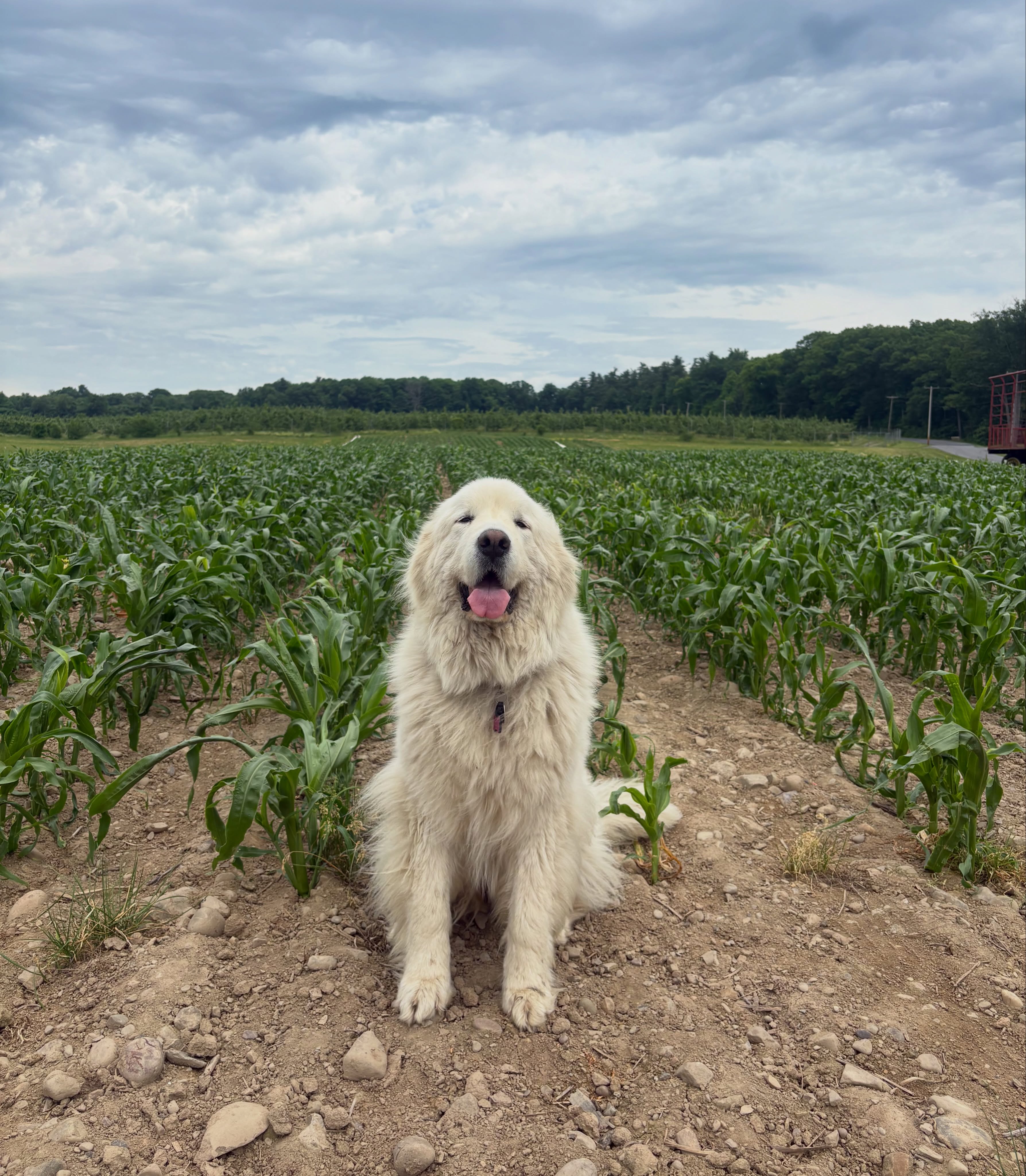 Sweet corn is *not quite* as tall as Pearl yet!🌽 Praying we get some good rain to keep it growing fast🙏
#sweetcorn #corn #homegrown #prayforrain #familyfarm