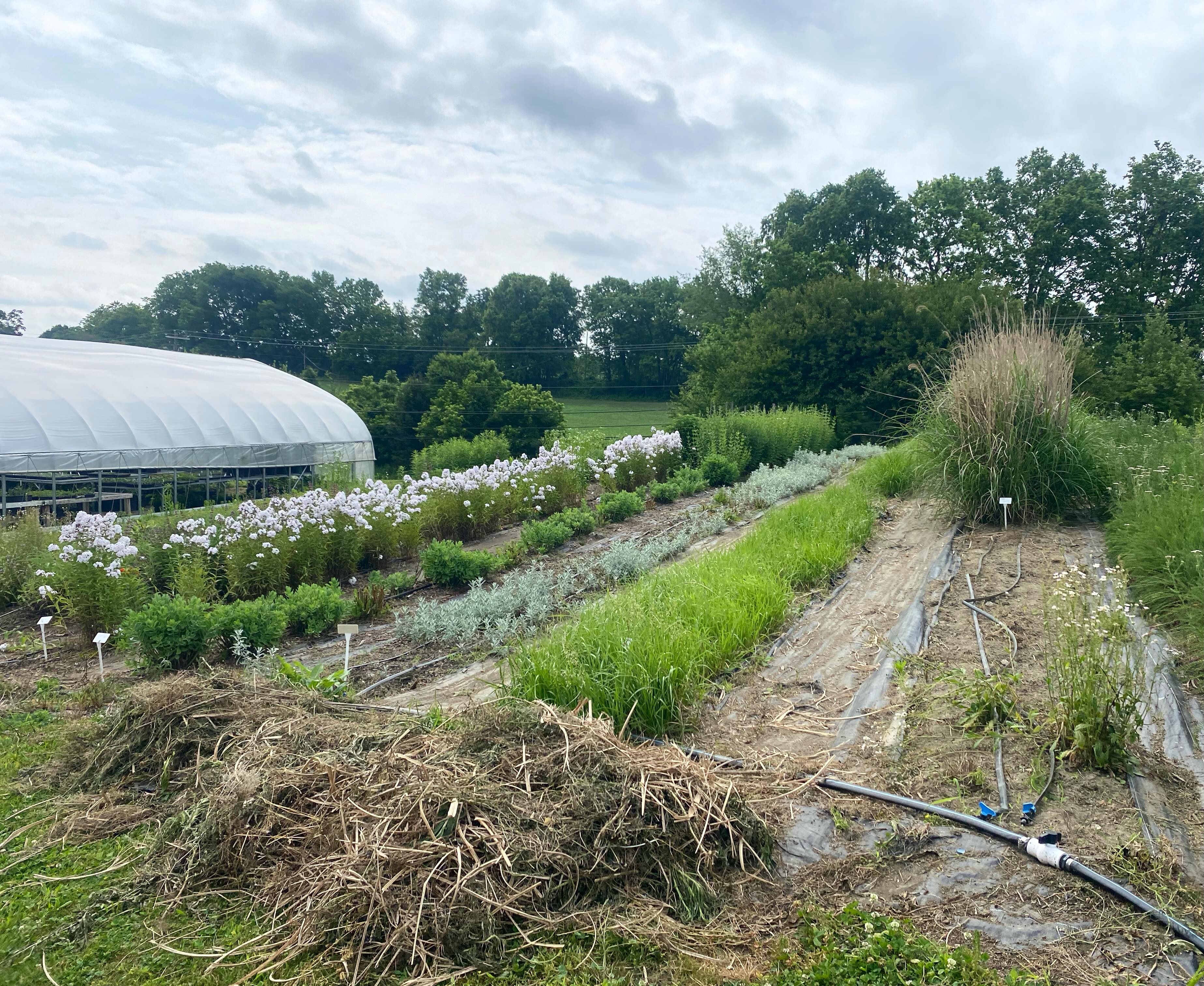Nothing beats a freshly weeded perennial field! In spring, we’re constantly balancing field preparation, planting, harvesting, and packing orders, so whenever we can gather enough hands and time to tackle the weeding, it makes a tremendous difference.
The day ended with a magnificent thunderstorm. Thank you, rain. It has been dry and we needed it.