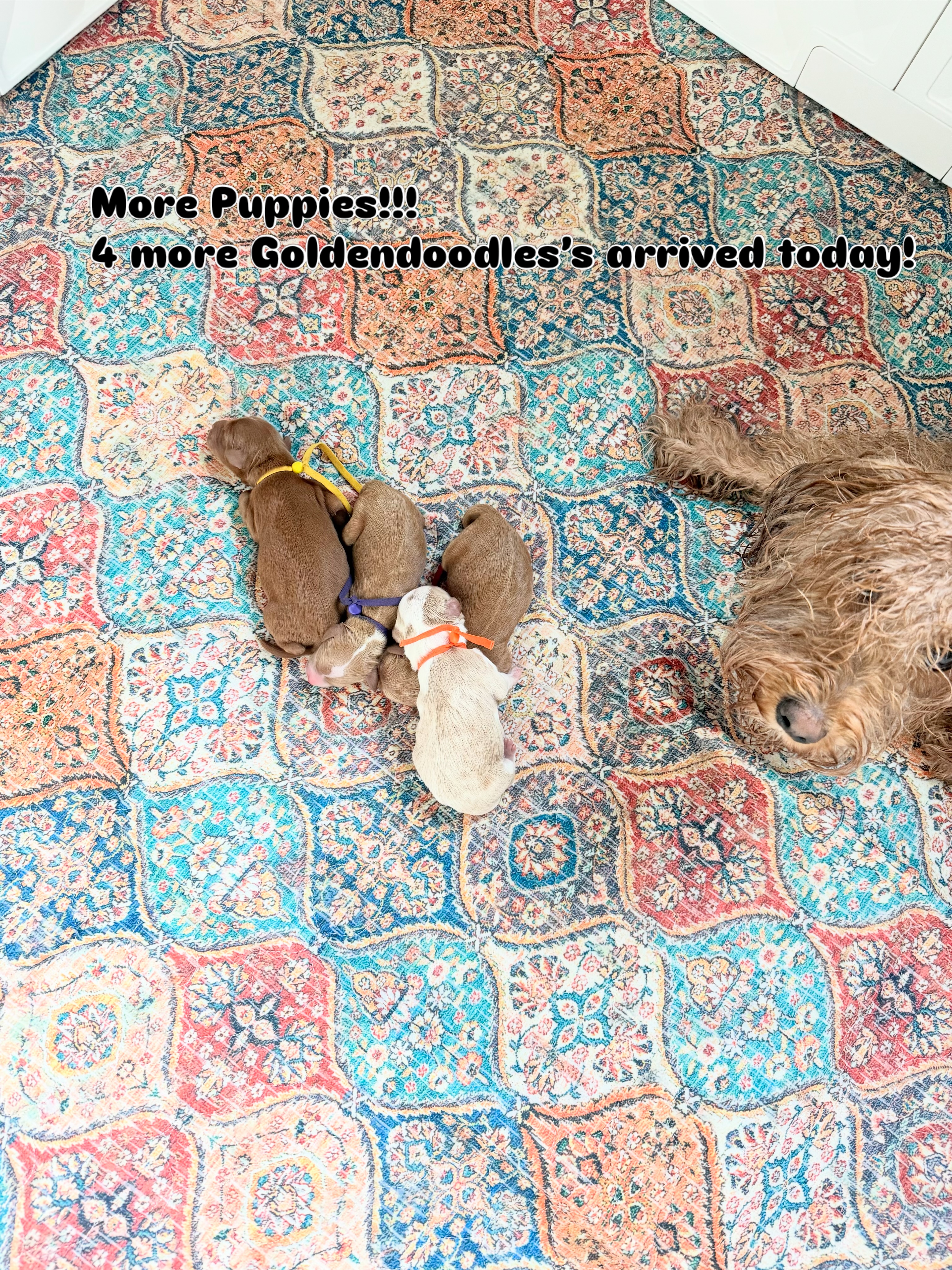 4 more mini Goldendoodles’s arrived today!