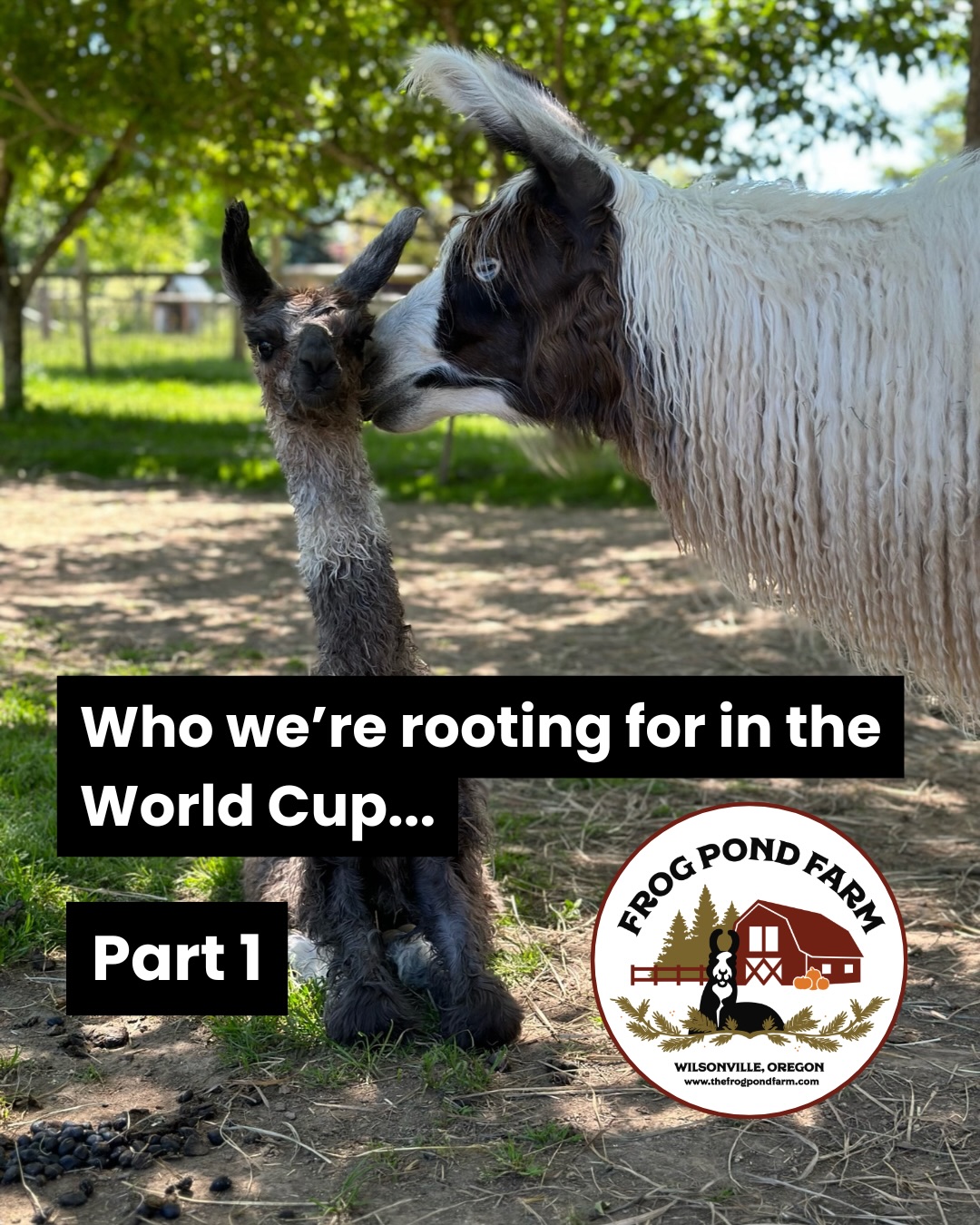 We polled the animals and, as expected, they had some very strong opinions on the subject…
Happy opening day of the 2026 World Cup! May all your favorite teams win 🏆
#sports 🙃