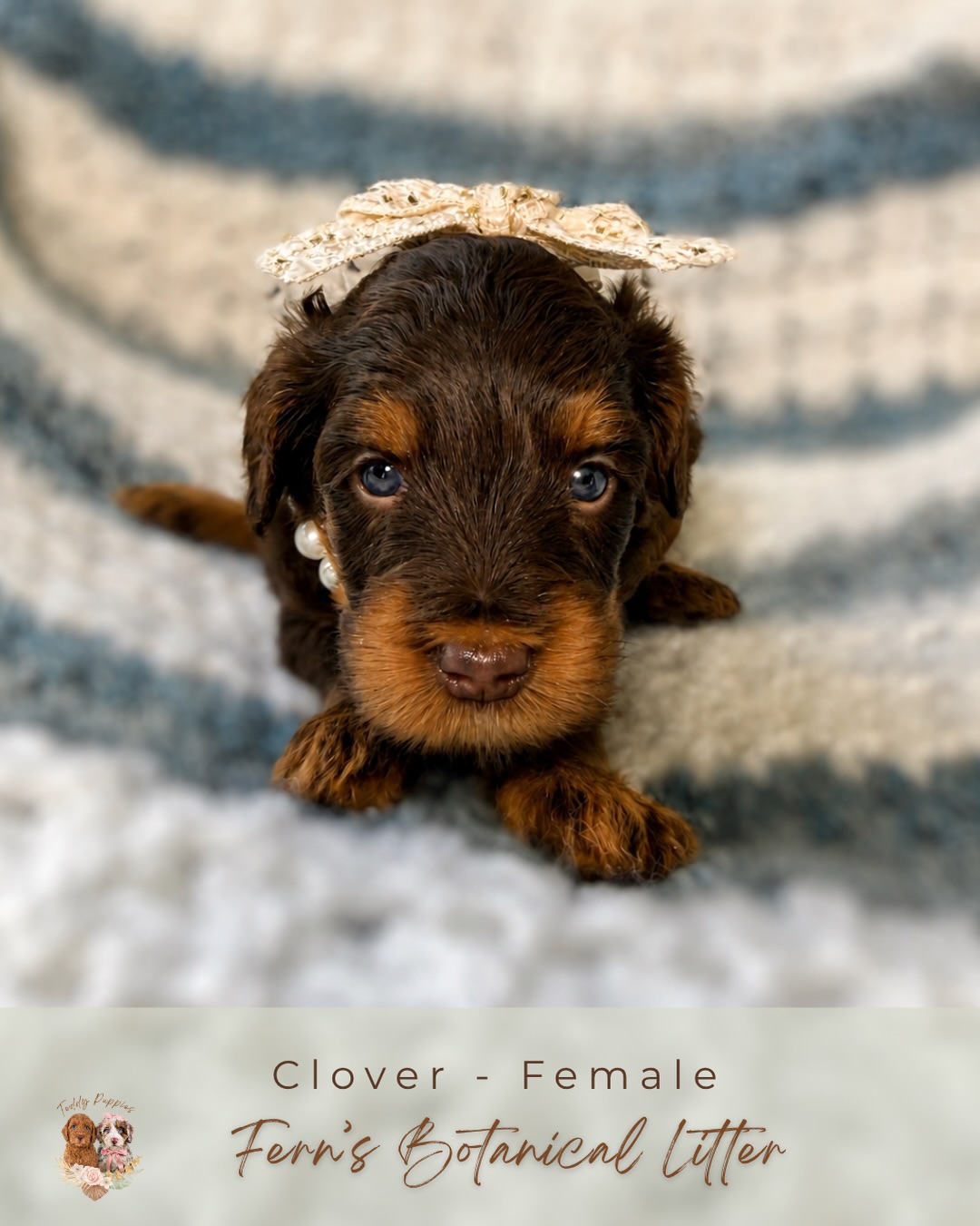 These babies will be five weeks old this Thursday 🤎
Fern’s Botanical Litter is growing into the sweetest little group of explorers. Their personalities are beginning to bloom, tiny tails are constantly wagging, curious noses are investigating everything around them, and playtime is becoming more adventurous every day.
This stage is always a little bittersweet. We’ve watched them transform from tiny newborns who fit in the palm of our hands into confident, happy puppies who are discovering the world one paw at a time. They’re learning, cuddling, wrestling with their siblings, and soaking up every bit of love they can.
The next few weeks will be filled with new experiences, socialization, and precious memories before they begin their journeys home to the families who have been waiting so patiently for them.
We’re so thankful for these little blessings and can’t wait to share more of their adventures as they continue to grow.