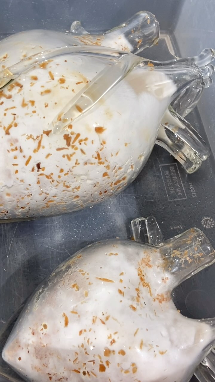 My little mushies are growing! 🍄🟫
Hoping for more fruiting for the open studios show tomorrow night @svabioart
6:00-9:00pm
#bioart #glassblowing #mushroomart