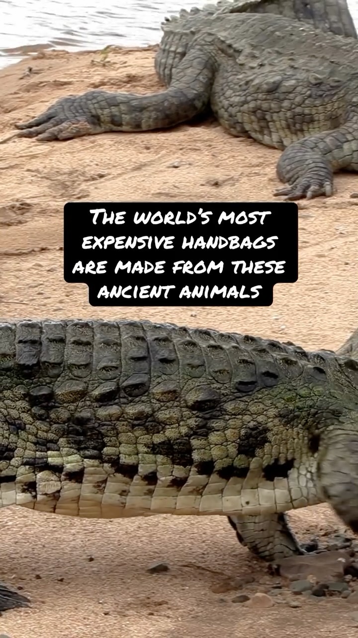 Prehistoric animals turned into “luxury.” We don’t question it.
Why?
animalitarian.com
#animallover
#animaladvocate
#veganfortheanimals
#animalsarenotfabric
#animalitarian