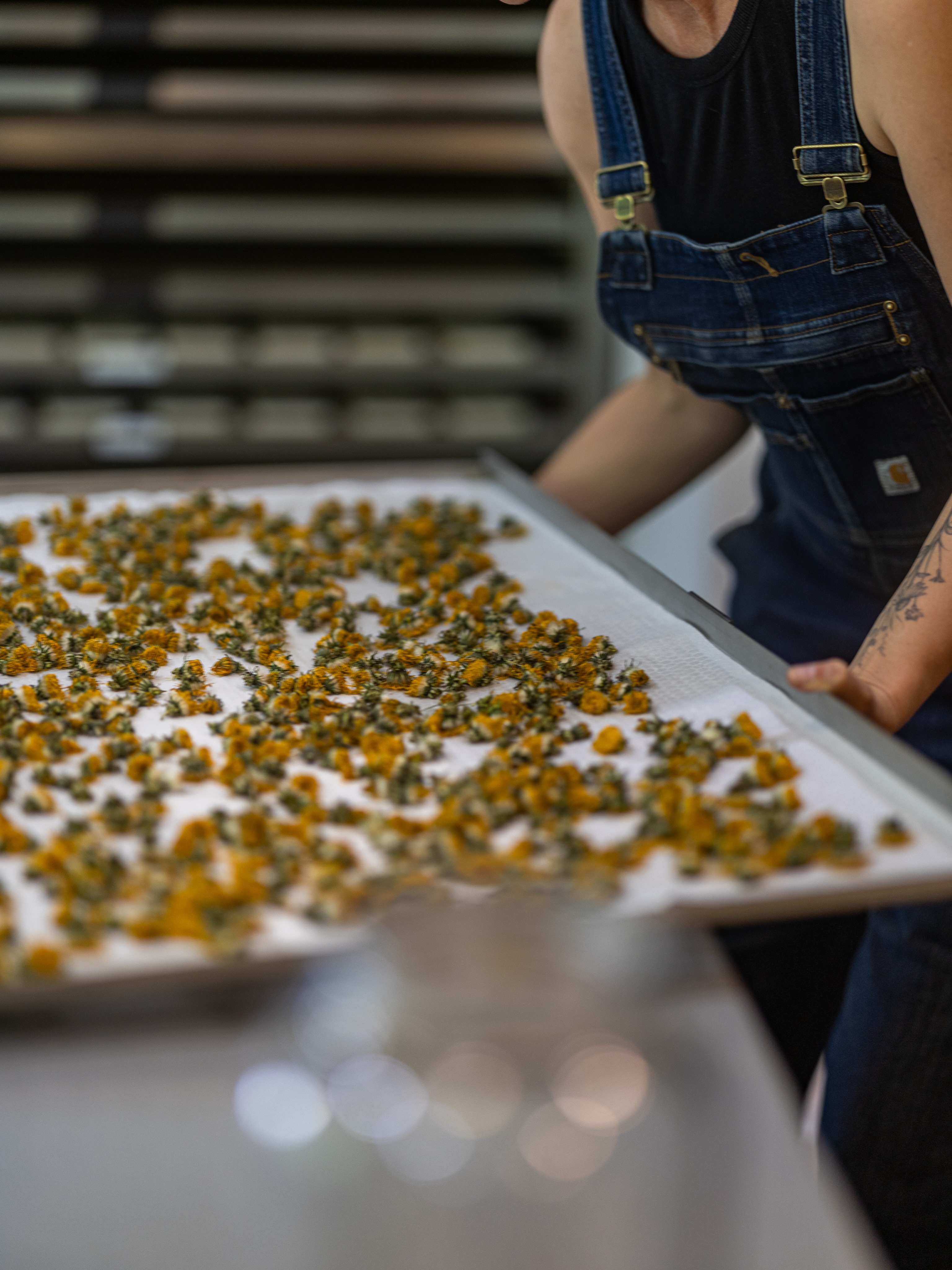 I’ve always loved the idea of incorporating more locally harvested botanicals into my products, but it felt difficult to do well. Harvesting at the right time often requires daily attentiveness to a plant’s maturity. Living just a few blocks from downtown, I had assumed I didn’t really have much access to plants rich in nourishing qualities.
I’m very grateful for my generous farming friend, whose property is abundant with nettle, calendula, and lavender that I’ve been able to harvest over the years, but I’ve always hoped to expand beyond these staple botanicals.
With slowing down this year, I started paying closer attention to what was right in front of me, already growing around our home.
And I was amazed.
The honeysuckle I was given for Mother’s Day years ago, now mature and overflowing with blooms — beautiful for soothing irritated skin and helping protect against environmental damage.
The elderberry bush I planted for homemade syrup — what a powerhouse! Both its silky flowers and berries are rich in vitamins, anti-inflammatory and antiviral properties, help to tighten skin and pores, balance oil production, and so much more.
The beautifully fragrant Douglas fir tree at the trailhead one house over — wonderful for combating acne and soothing sore muscles.
New rosemary bushes planted this spring.
Lemon balm thriving in a pot on our deck.
Wild rose buds along our morning walk.
Dandelions galore just down the road.
Blueberry leaves.
Yarrow.
So much goodness quietly growing in ordinary places.
This season has slowly turned into one of learning, harvesting, drying, infusing, and experimenting — not quickly, not perfectly, but very joyfully.
I’m still thoughtfully considering which products will benefit most from these botanical infusions and how to incorporate them well. It’s a slow process, and I’m not entirely sure yet what it will all become.
But I do know this: over the coming year, many products will carry even more nourishment and intention within them — even if, on the outside, they don’t appear any different.
📷 @dorotasocial