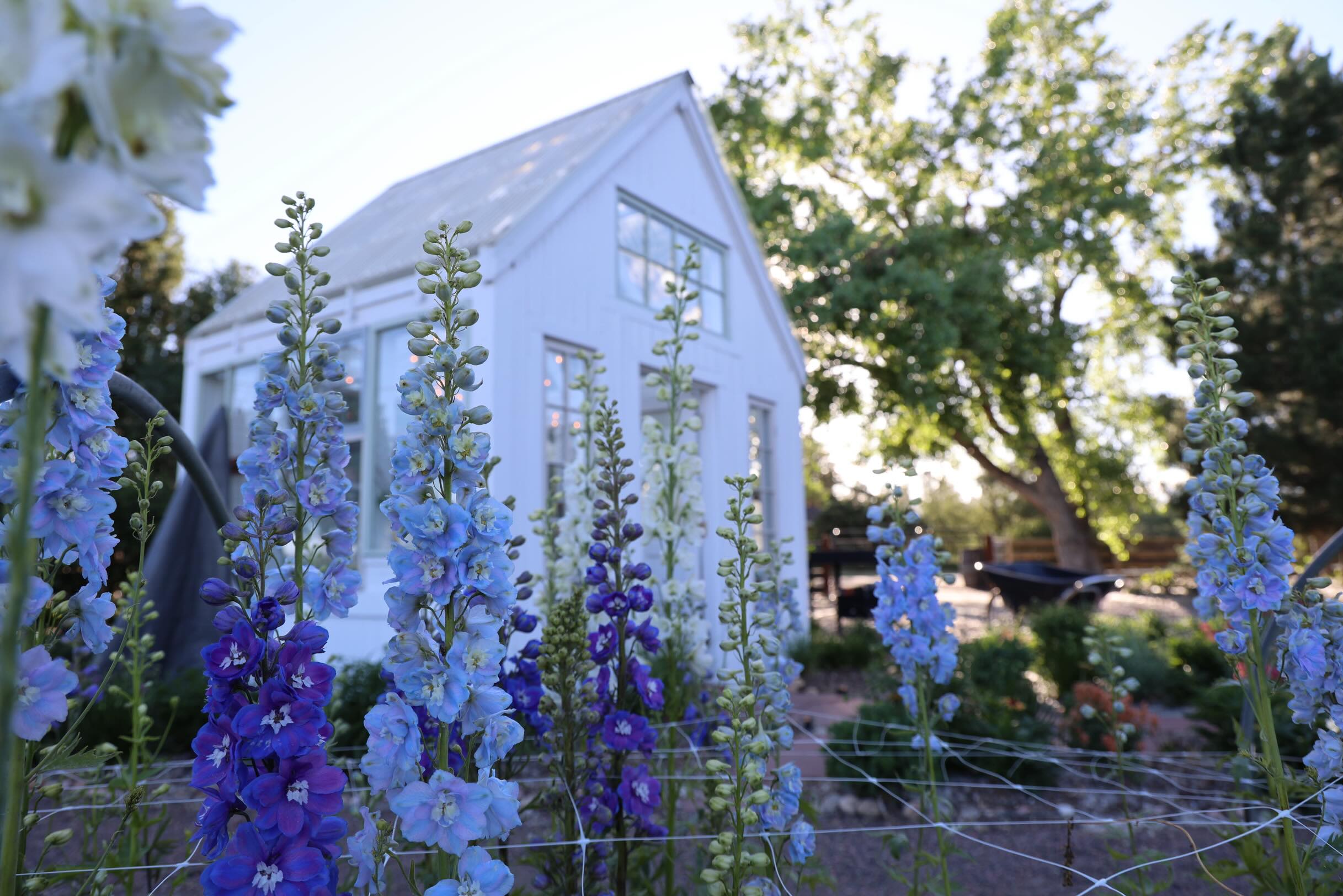 Tall dreamy delphinium, the highlight of early summer 💕
