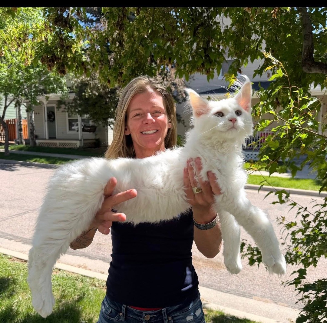 Why we show our Maine Coons in TICA cat shows: it's about preservation, improvement, and learning—not just beauty. 🐱🌟 Catch us at the Aurora, CO TICA Show on June 20–21. Link in Bio #MaineCoon #TICAShow #CatBreeder #CatLife #AspenMaineCoons