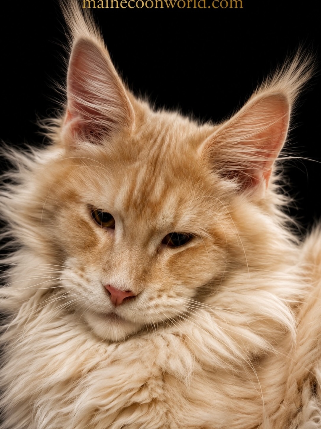 #cat #catlife #catlovers #mainecooncat #cats_of_instagram