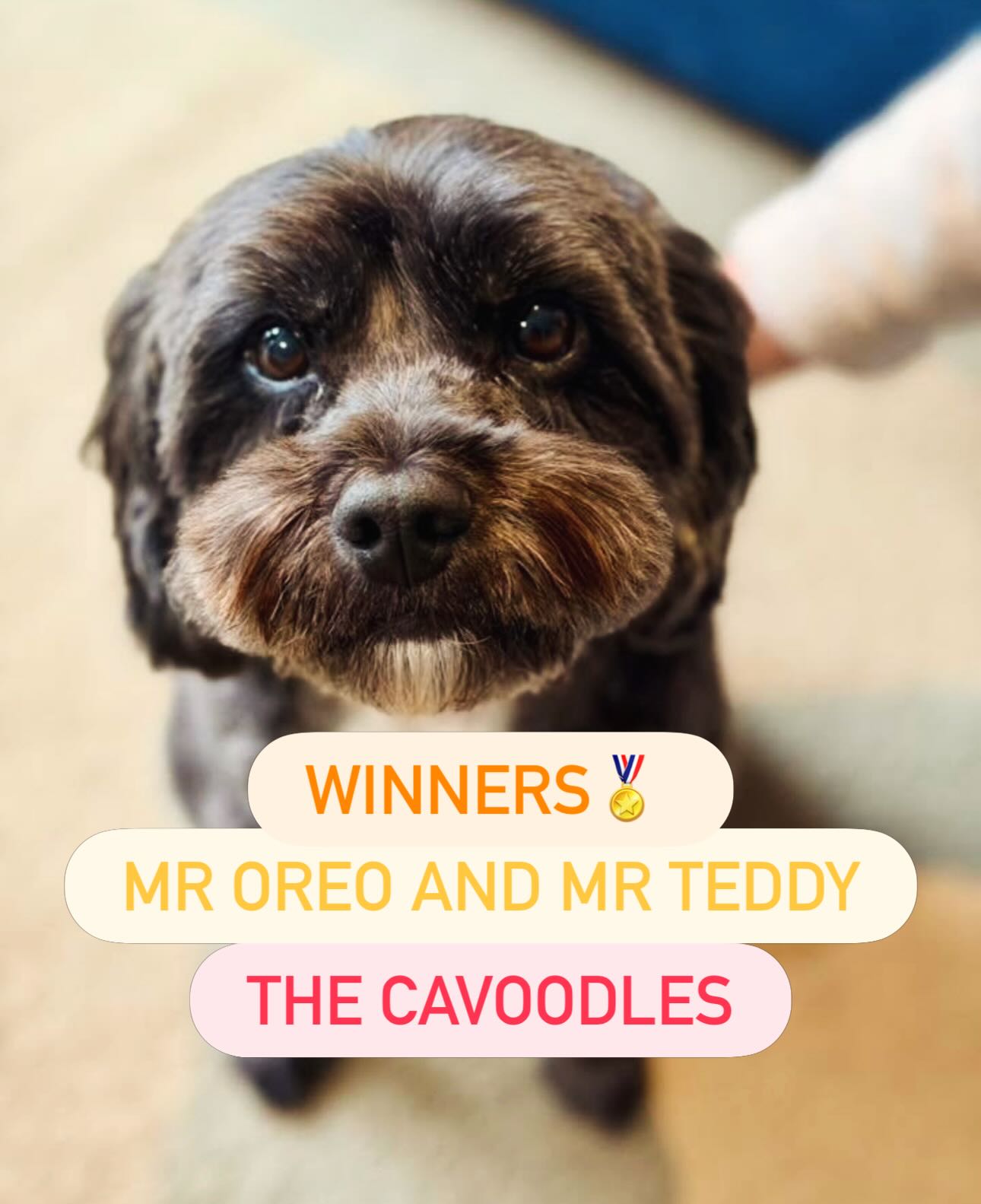 Special congratulations to Mr. Oreo and Mr. Teddy and their mummy for winning this awesome prize worth just over $100!!
Thank you so much for taking part in our latest competition. Keep your eyes open for the next one!!
We hope you enjoy your prizes boyzles!!
MPG Team.