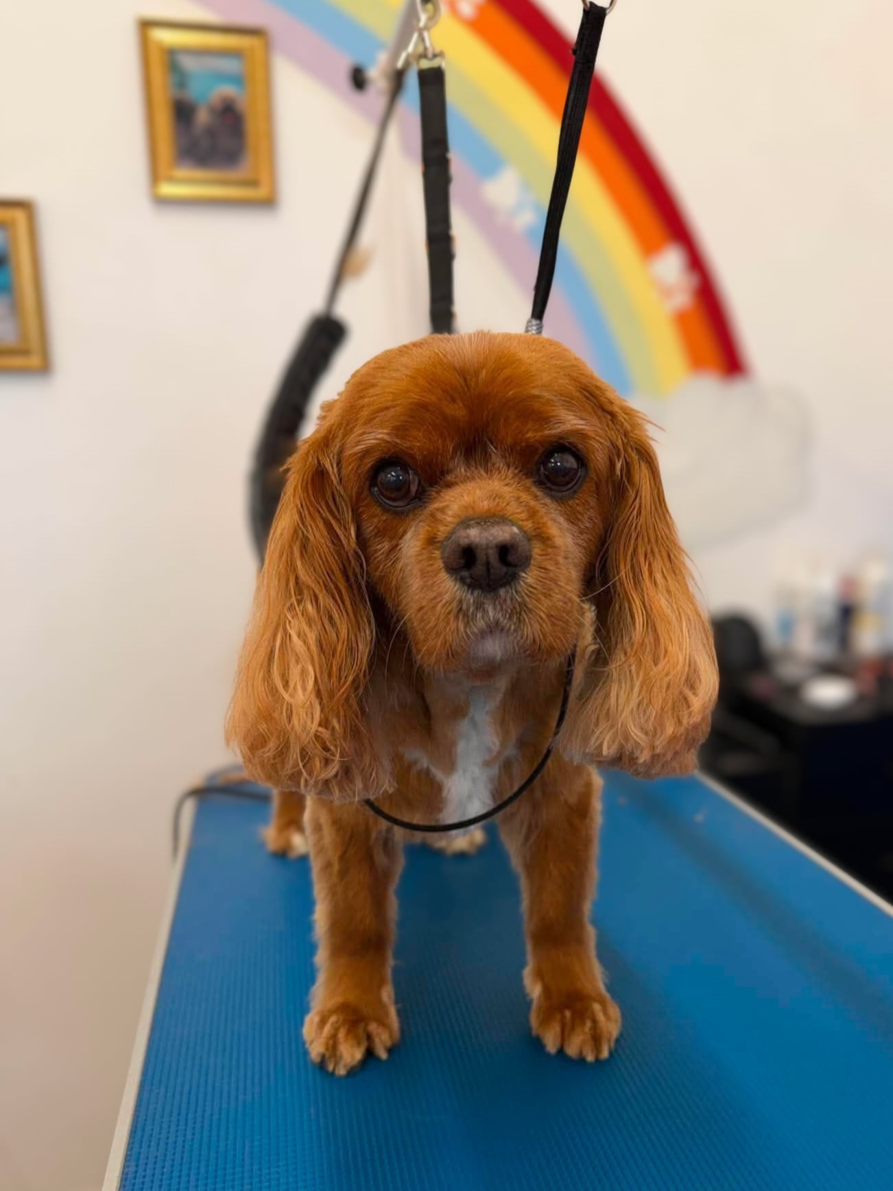 💛Freddie
💛Dexter
💛Dylan
💛Jacob
💛Bella
💛Finn
💛Fudge
💛Desree
💛Harley
💛Cookie
💛Bella
💛George
✂️Groomer credit: Abbie
📞 01582 353603
🌐 www.royalsdoggrooming.uk