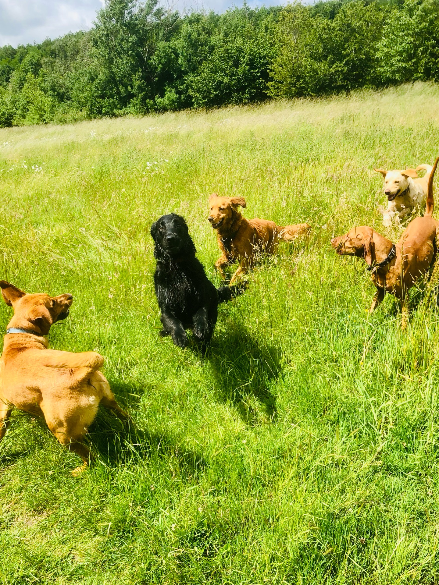 😛😝😋🤪😜
If your dog would like to have a walk with us then contact us at www.ardendogwalking.co.uk and check out our half-day experience.
#ullenhall #tanworthinarden #hockleyheath #henleyinarden #dog