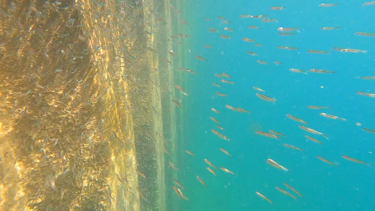 A big school of fish I saw during a fun dive at the St. Clair River. It seemed pretty much endless.