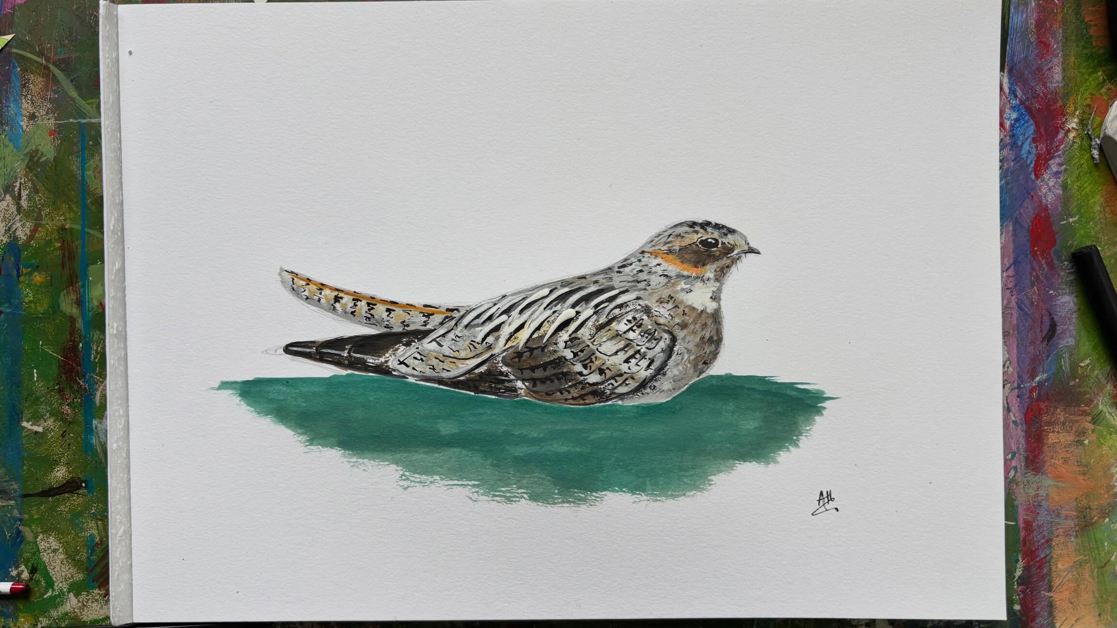New Caledonian Nightjar
Critically endangered, presumed extinct.
Last seen in 1939, and endemic to New Caledonia, this beautiful nightjar declined due to habitat loss & degradation, and the introduction of new mammalian predators.
.
Arty bits - @dalerrowney1783 FW acrylic inks on @cansonpaper graduate papers (300gsm)
Science bits - @birdlife.international @birdlife.europe
.
.
.
#bird #art #ink #artist #nightjar @rspb @btobirds @wwf_uk